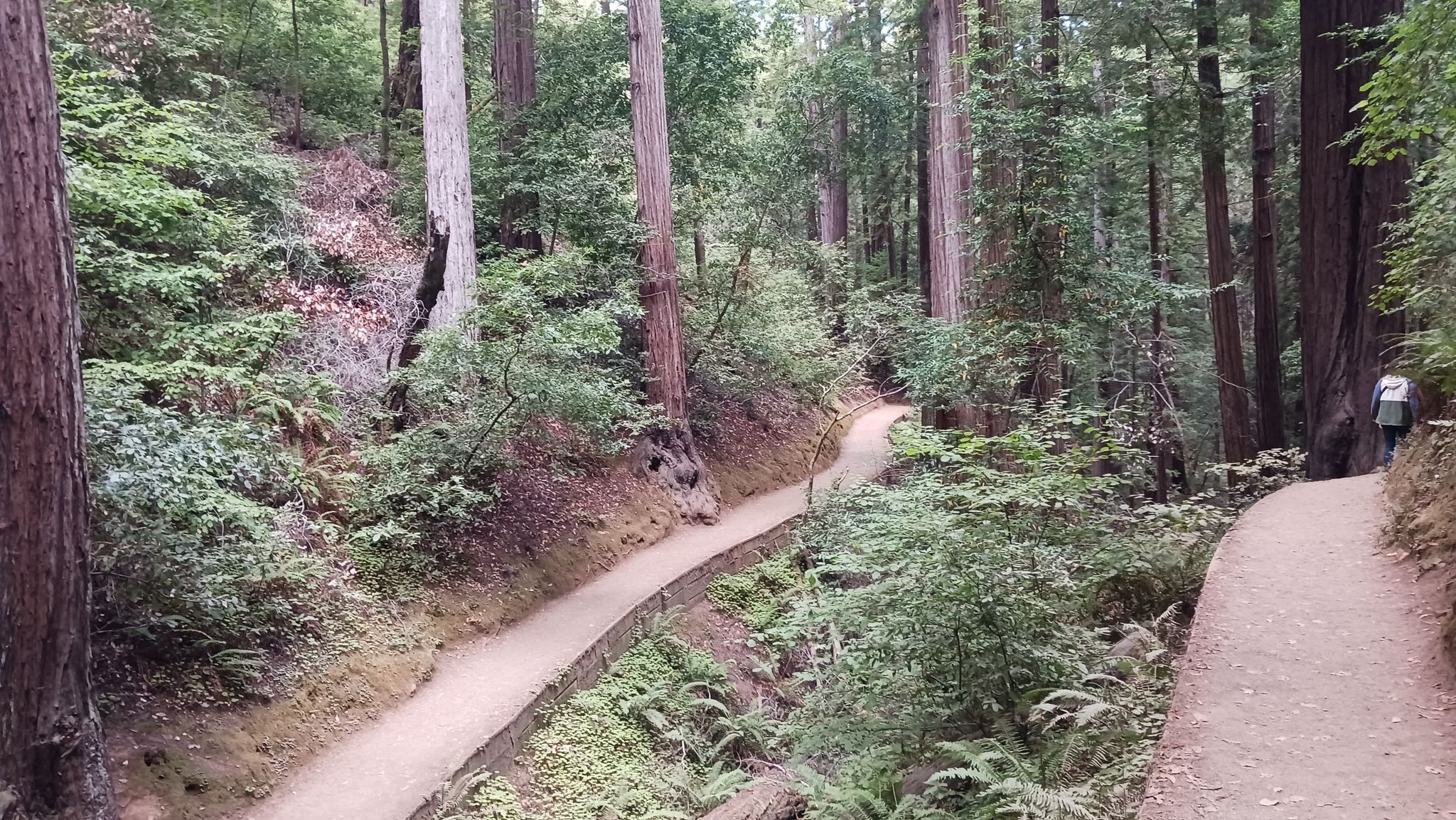 Two winding dirt paths through a dense, green forest with tall trees. - Dipsea and Ben Johnson Loop