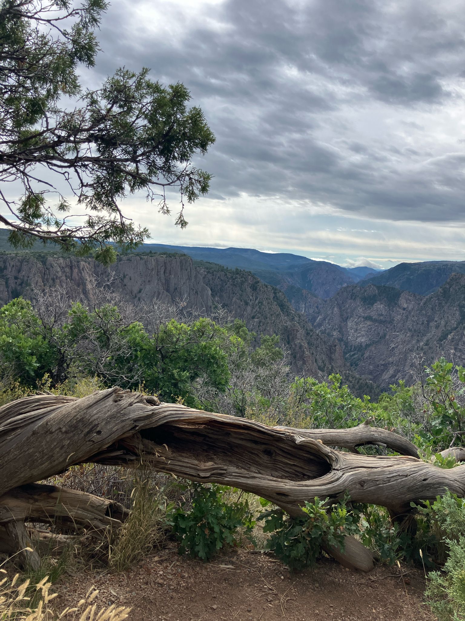 A hollow log in the foreground overlooks a vast, cloudy canyon landscape. - Black Canyon Scenic Drive