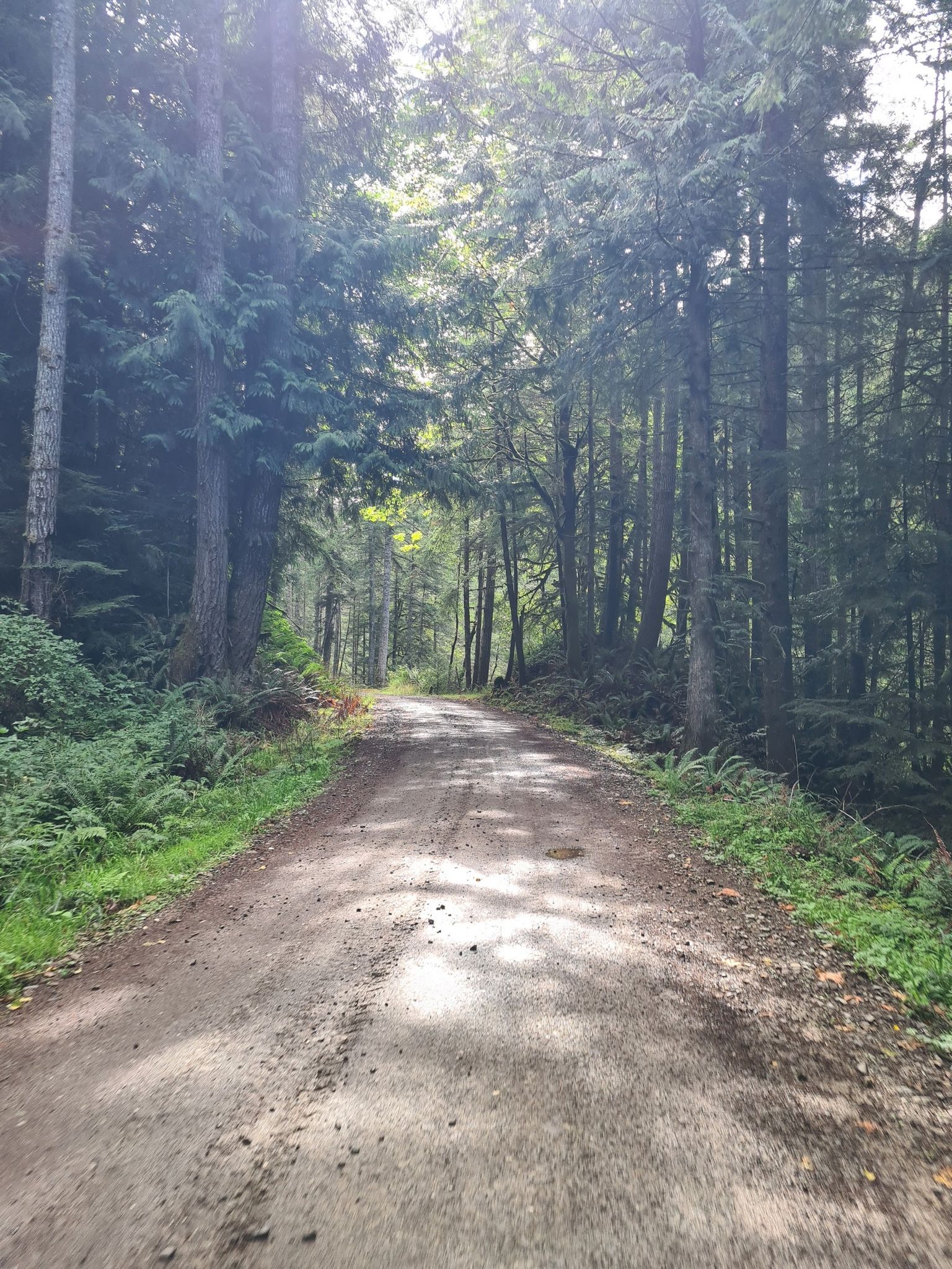 A sun-dappled dirt road winds through a dense, tall evergreen forest. - Lyre River/Lake Crescent loop from Salt Creek