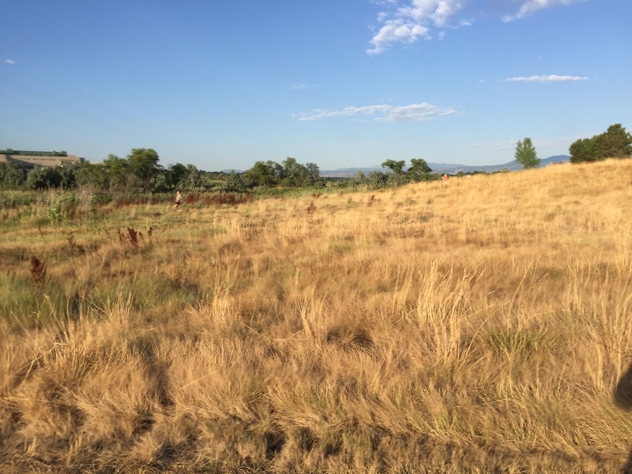 A person walks through a sunlit field of golden dry grass under a blue sky. - City Park Pond – Big Dry Creek Trail loop from Big Dry Creek Open Space
