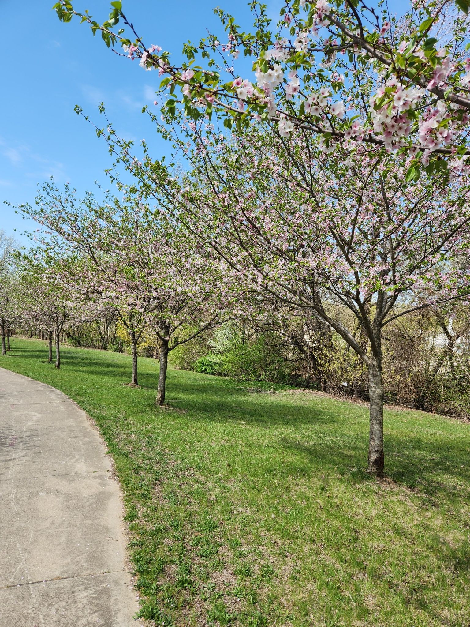 A paved path curves past a row of flowering trees on a sunny day. - Ohio & Erie Canal Summit Lake Trail