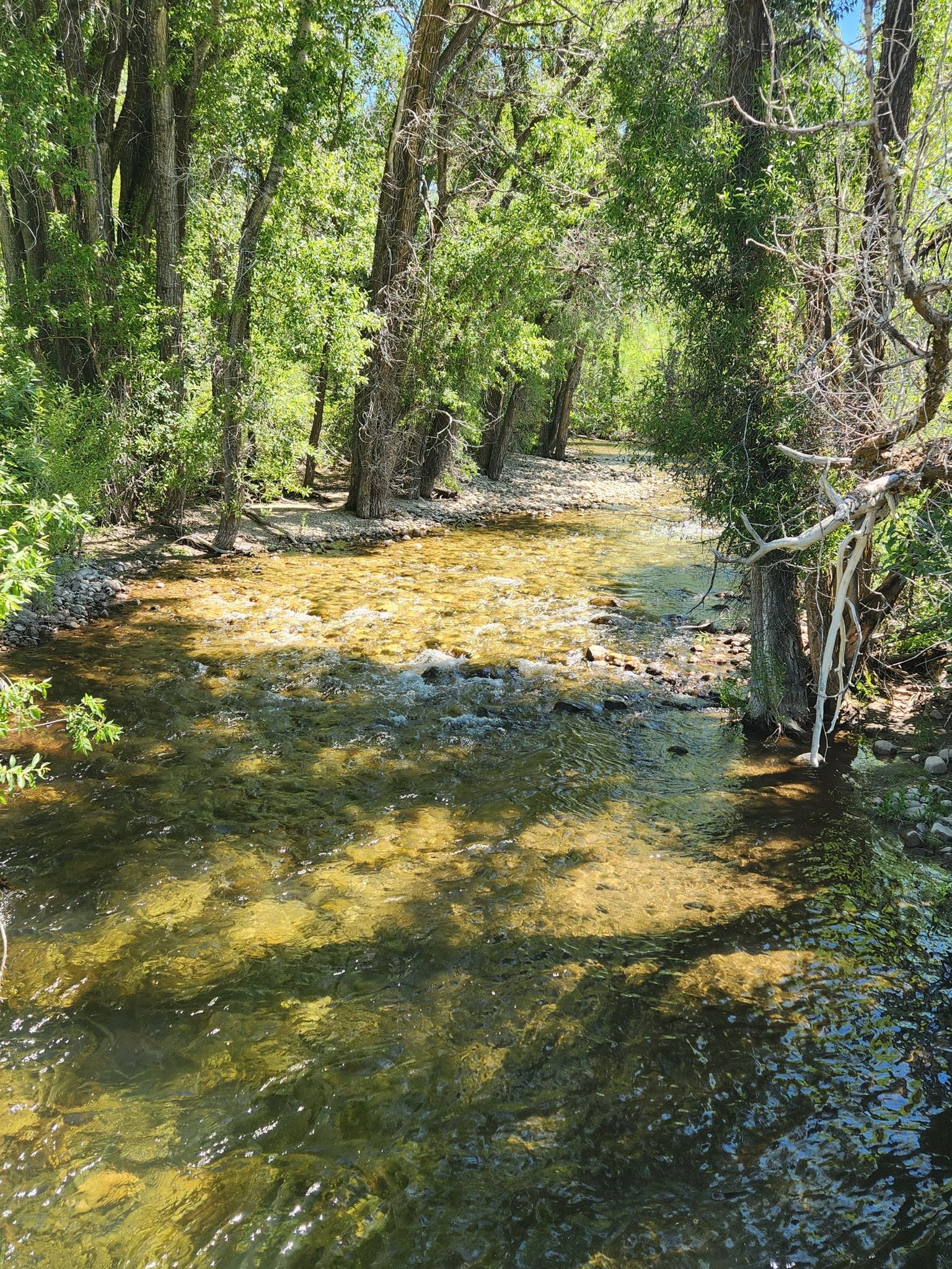 A clear stream flows through a lush green forest on a sunny day. - Driggs to Stateline Rd & Ski Hill Rd loop