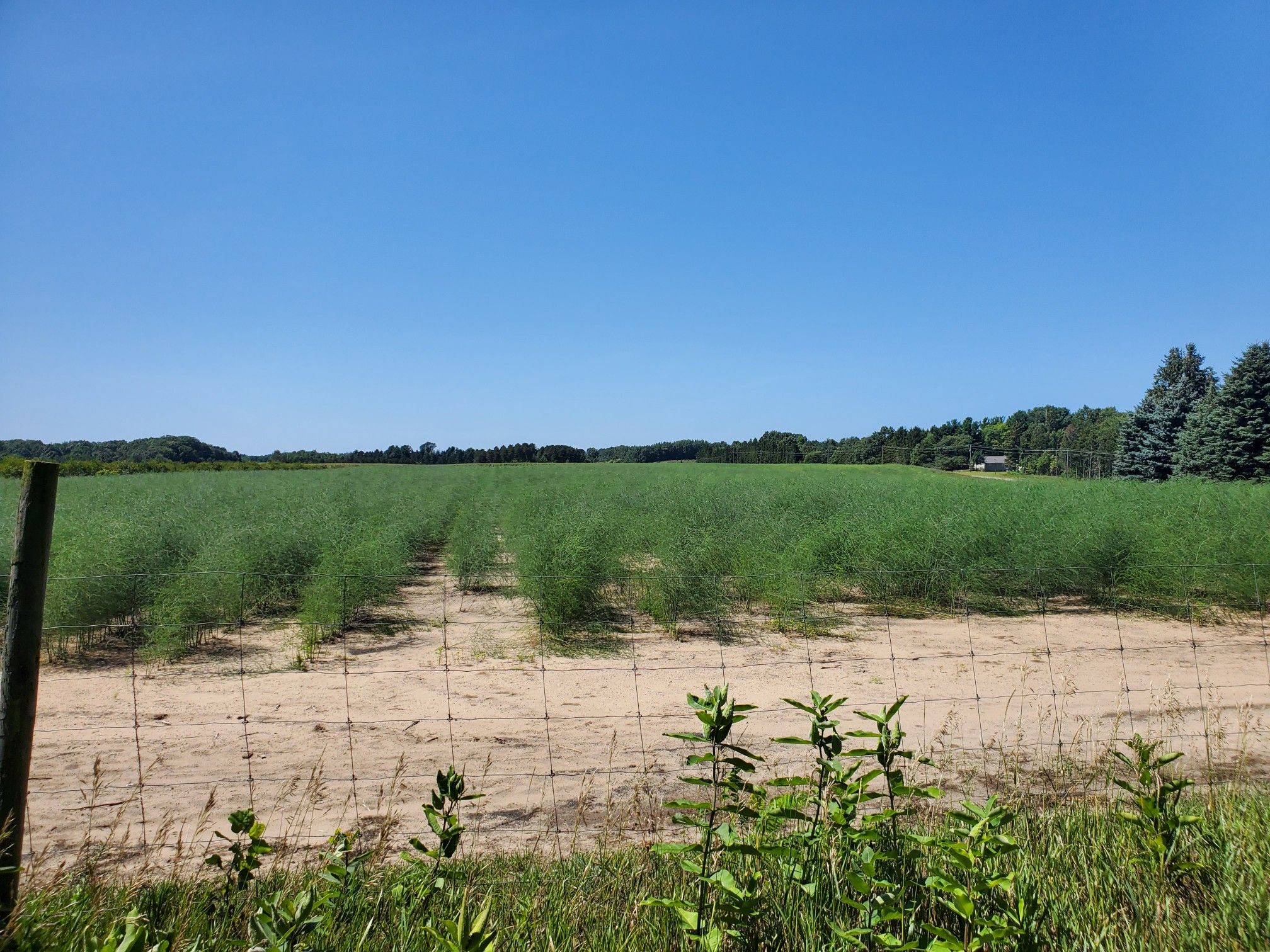 A vast green agricultural field under a clear blue sky, with a fence. - Bunker Lake – Hart Lake loop from Montague