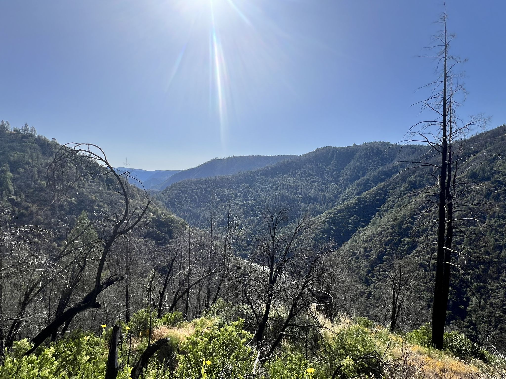 Sunny mountain valley with burnt trees and green foliage under a clear sky. - Western States Trail: Foresthill Section