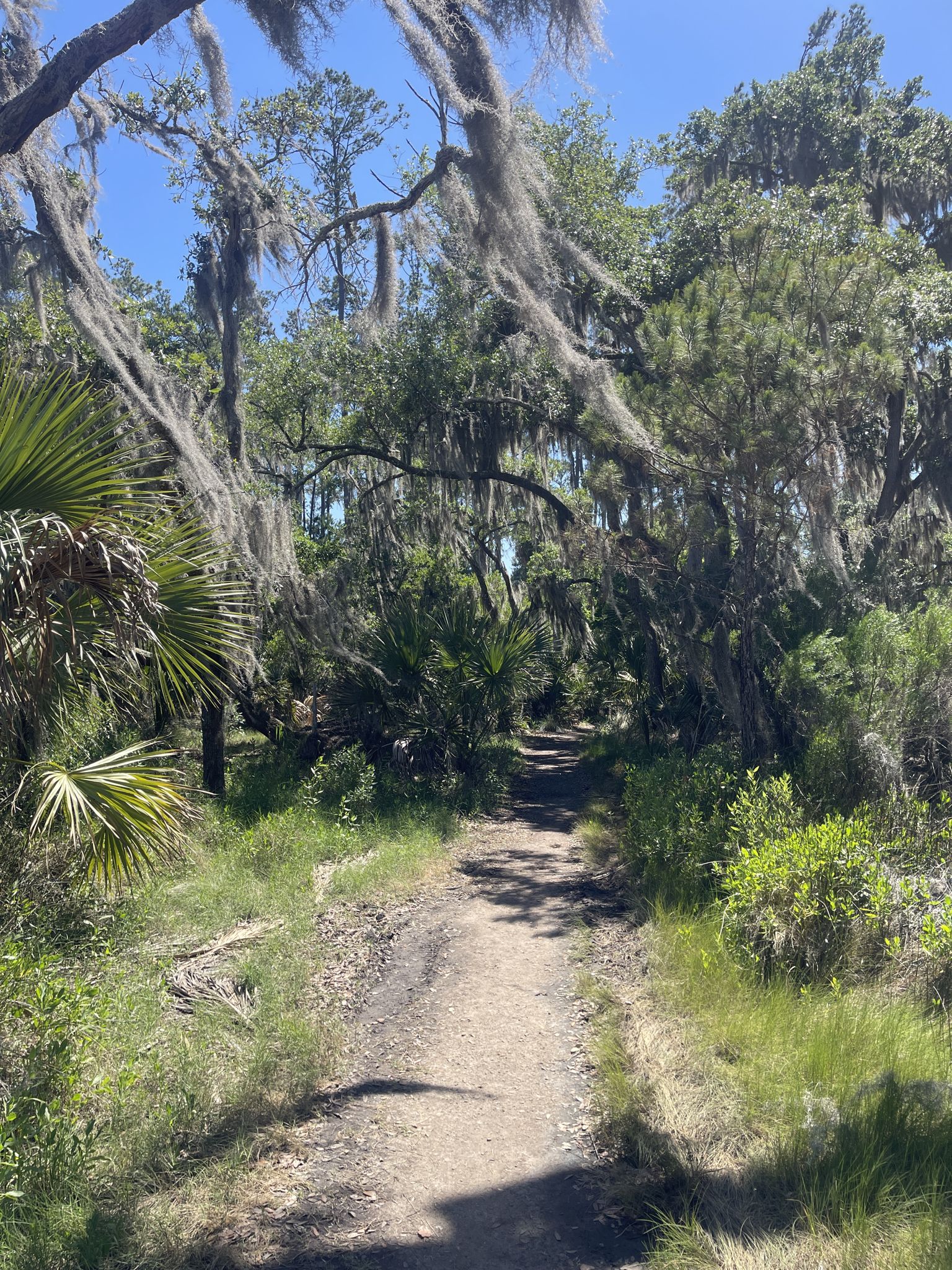 Sunny dirt path through a wooded area with palmettos and moss-covered trees. - Skidaway Riverside loop from Chatham County