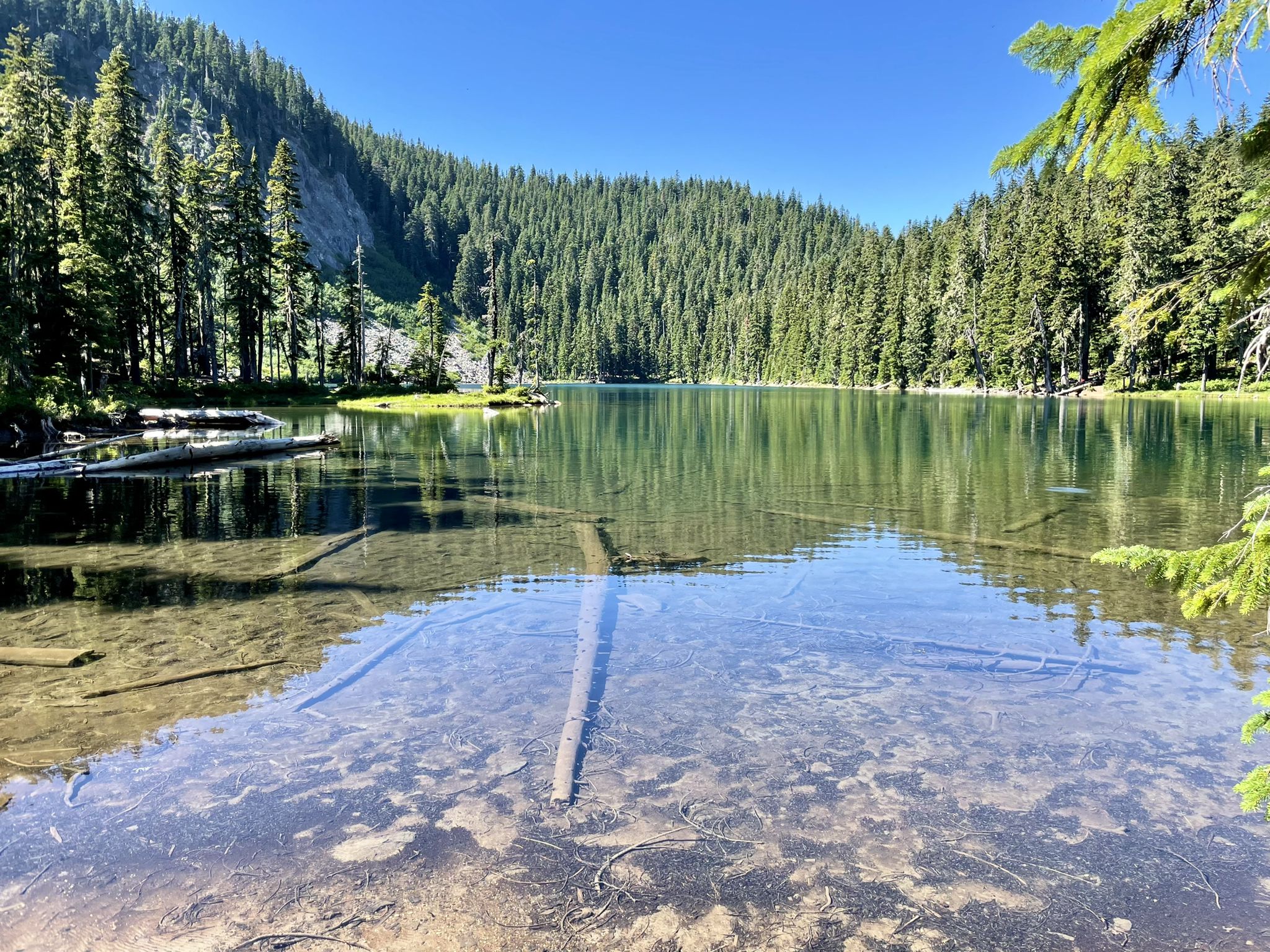 Crystal clear lake water reveals submerged logs, framed by a sunny forest. - Indian Heaven Lakes Trail