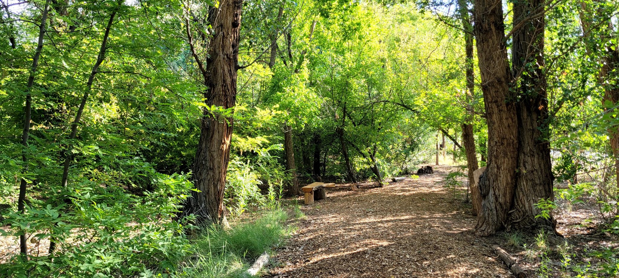 Shaded forest path with a wooden bench, dappled sunlight through green trees. - Alameda and Bachechi Open Space Walk