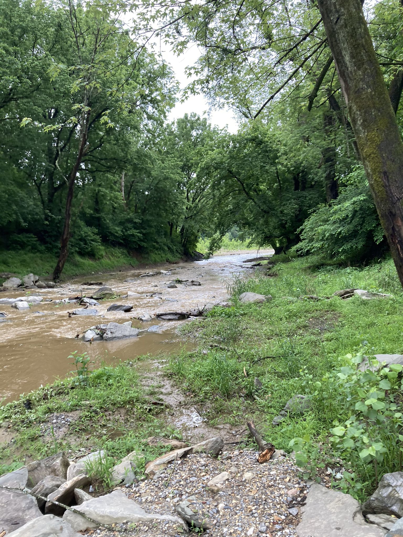 A muddy river flows through a lush green forest on an overcast day. - Chesapeake and Ohio Canal Towpath