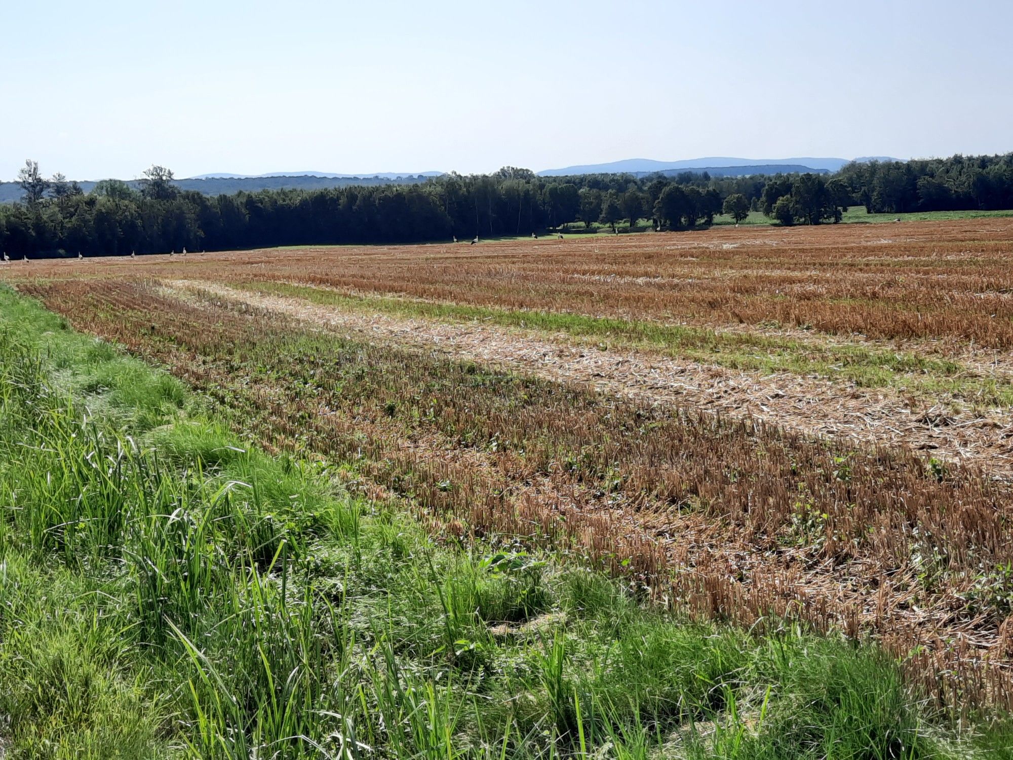 les Vosges en vue et les 1ère cigognes au sol