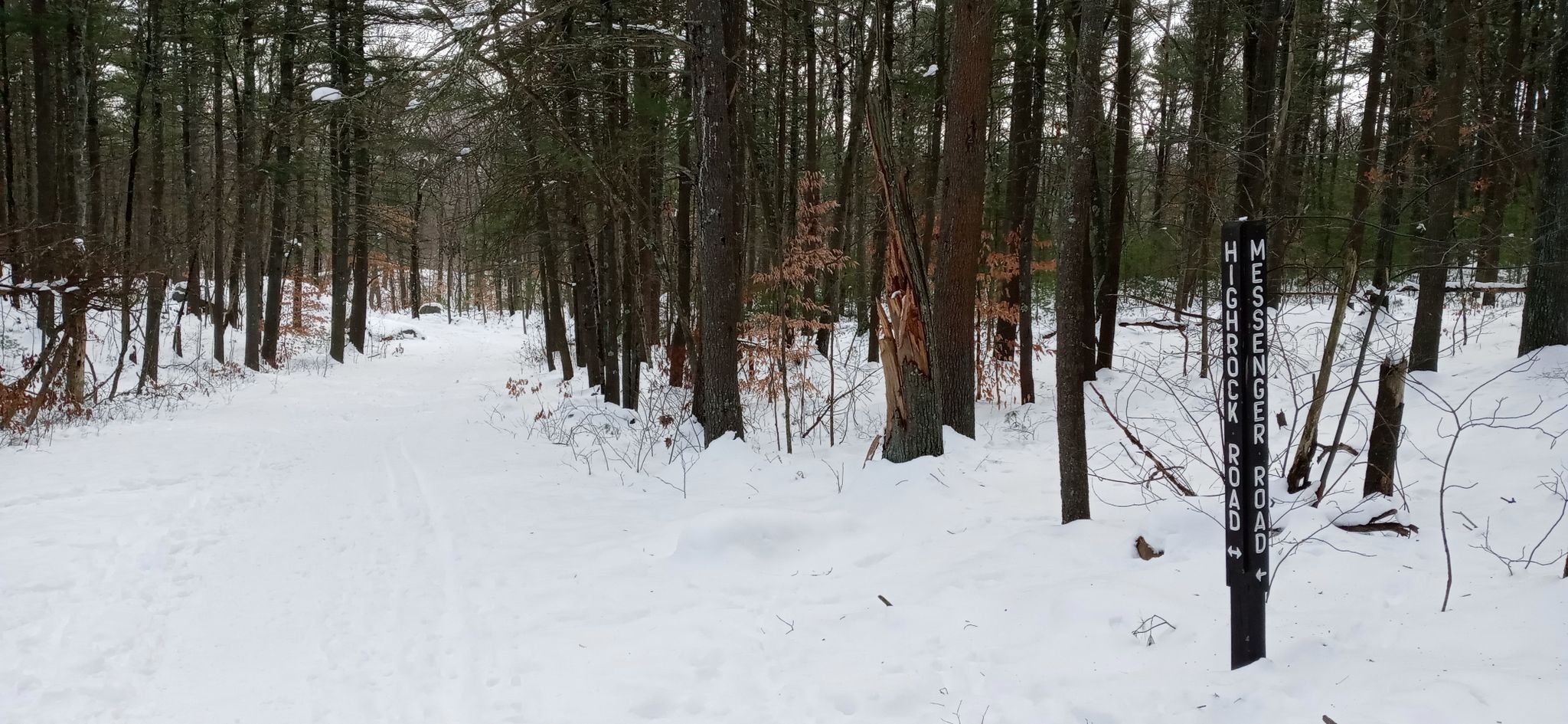 Snow-covered forest path with tall pine trees and a wooden sign. - Borderlands State Park - Moose Hill Reservation - F. Gilberts Hill State Forest Loop