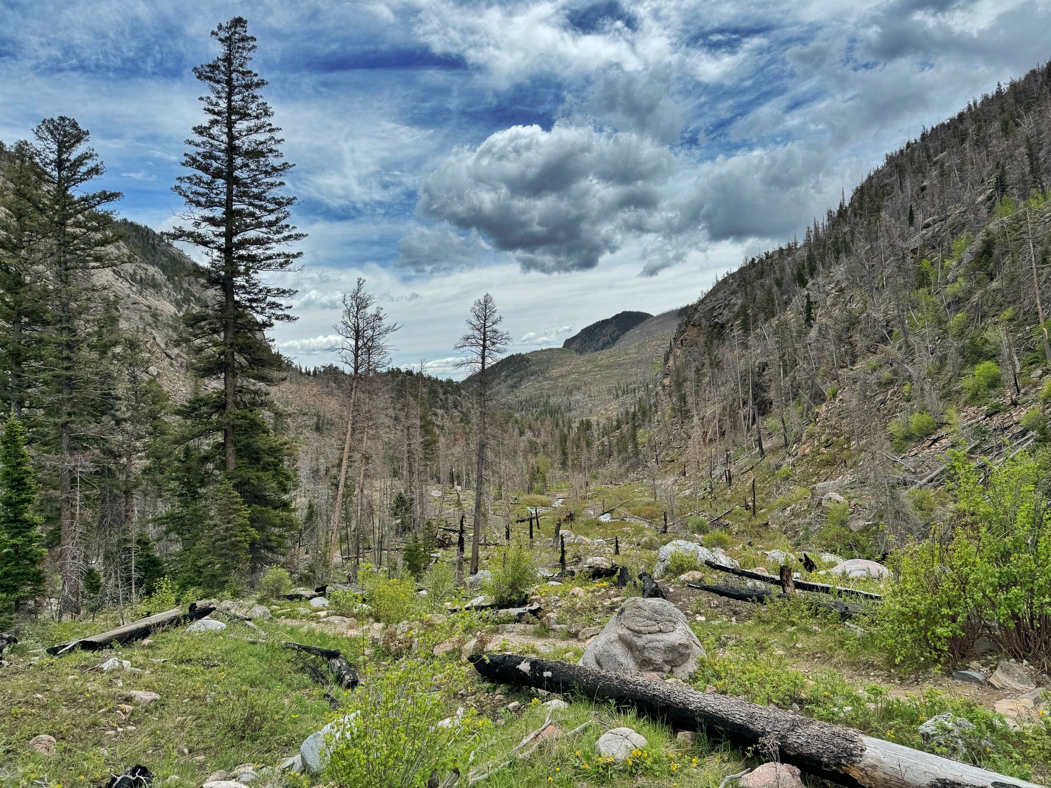 Mountain valley with dead trees, green undergrowth, and a cloudy sky. - Two Rivers, Helene, Odessa, Fern Lake via Bear Lake and Fern Lake Loop