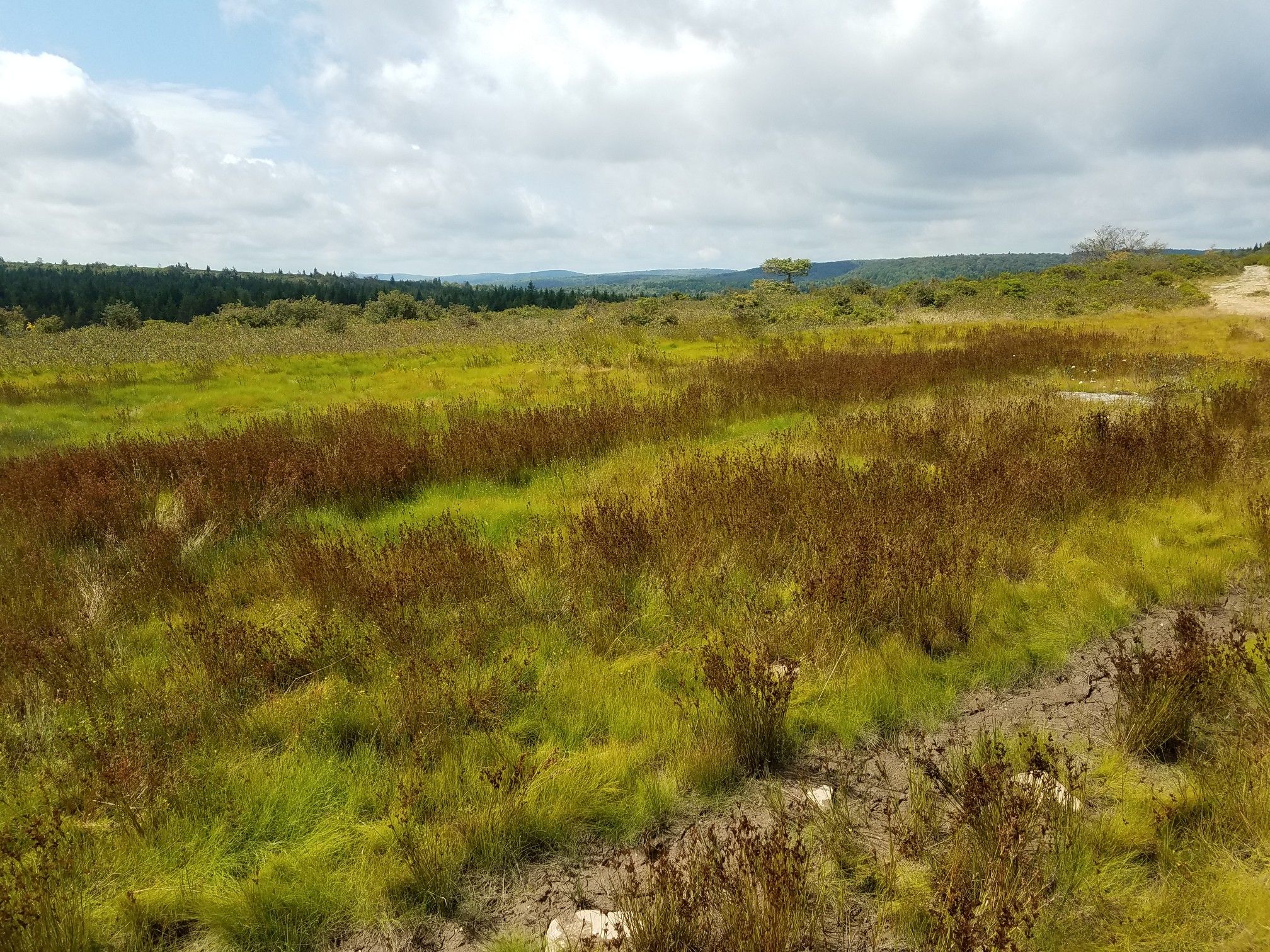 Wide view of a field with green and brown grasses under cloudy sky. - Bear Rocks, Beaver Dam, and Dobbin Grade Loop