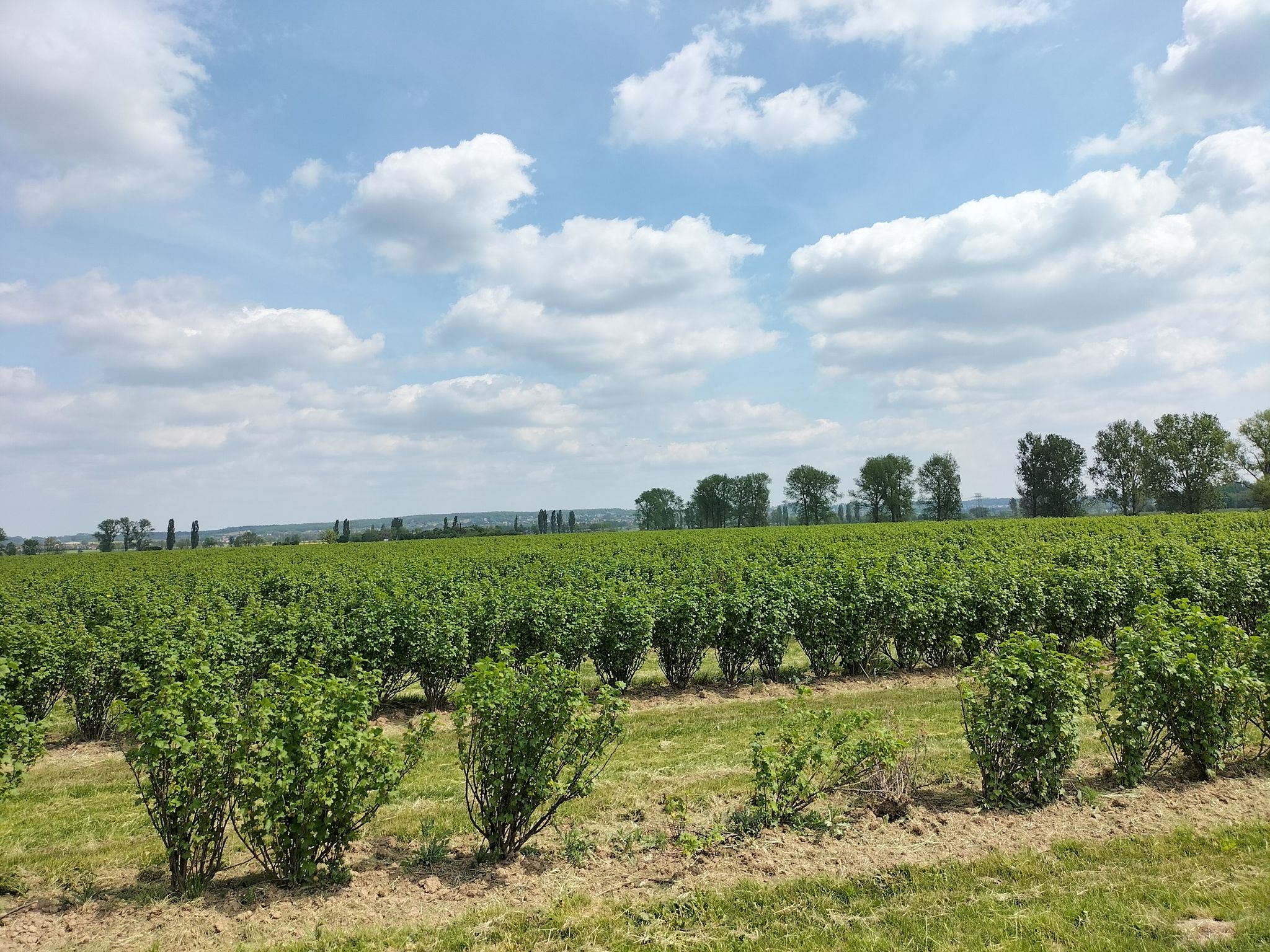 Aronia Feld