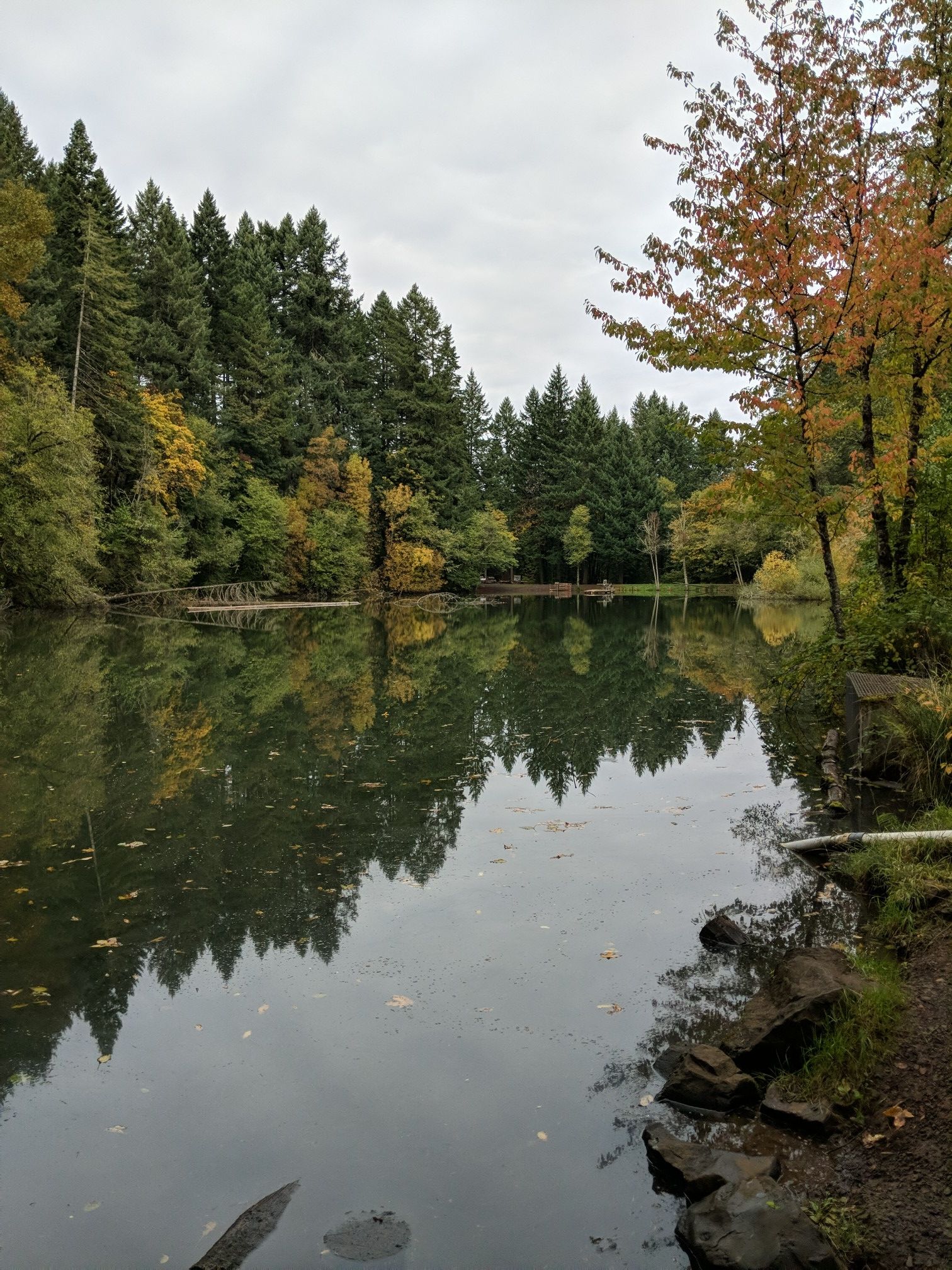 Overcast view of a calm lake reflecting a dense forest with autumn colors. - Cronemiller Lake – Peavy Arboretum loop from Adair Village