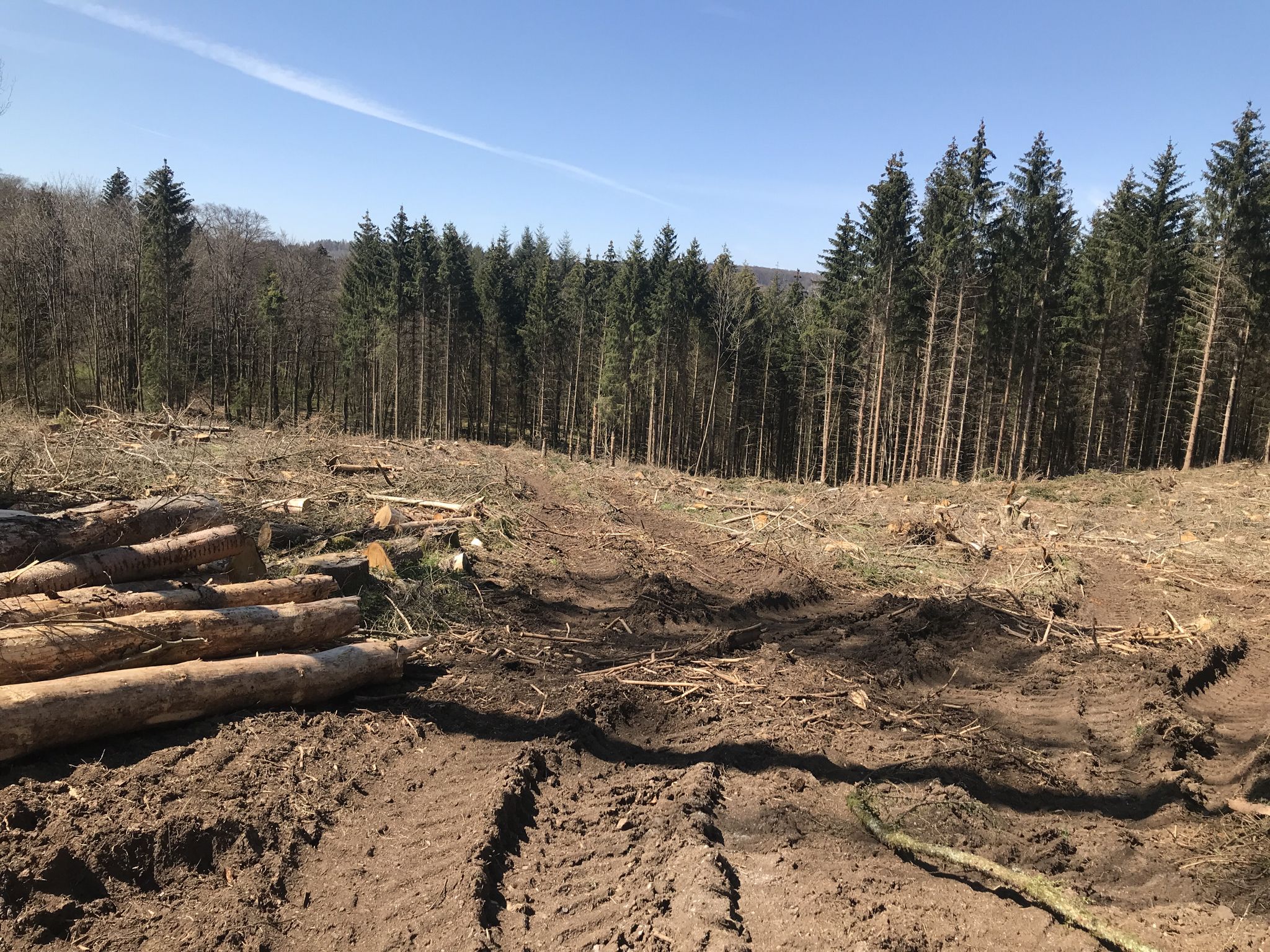 Waldsterben 