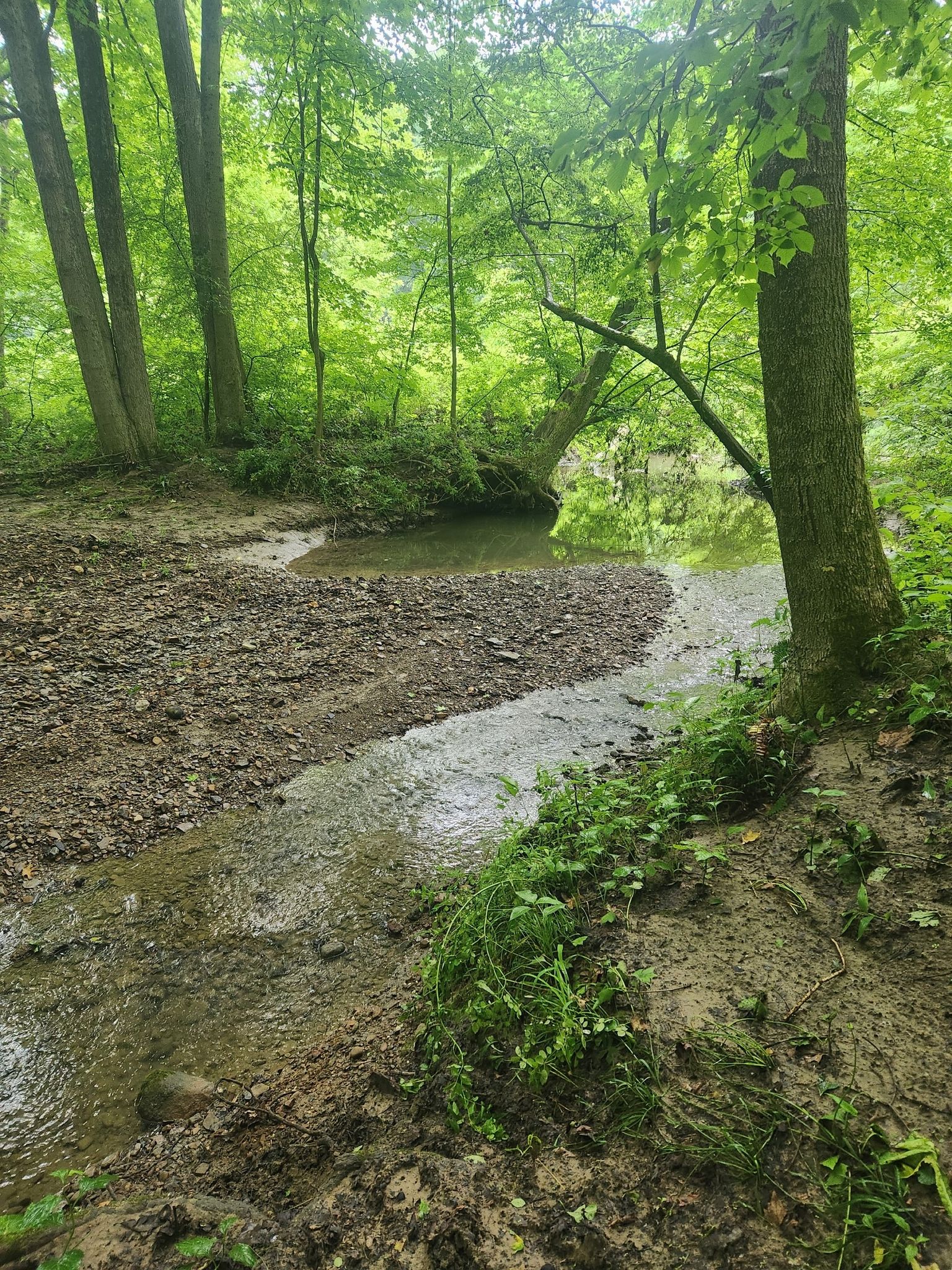A narrow stream flowing past a muddy bank in a green forest. - Wetmore Trail Loop