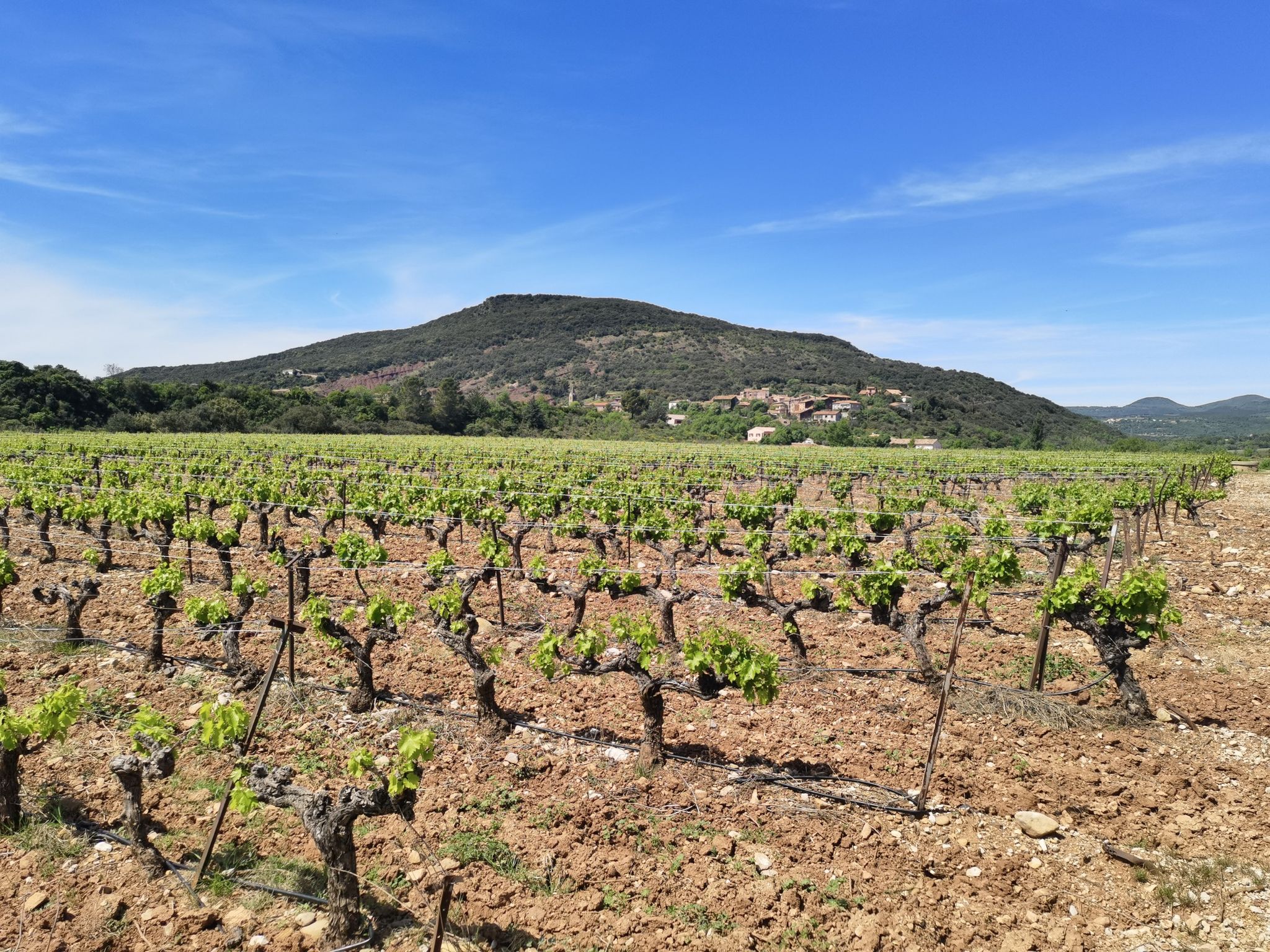 La Roque et Salleles du Bosc