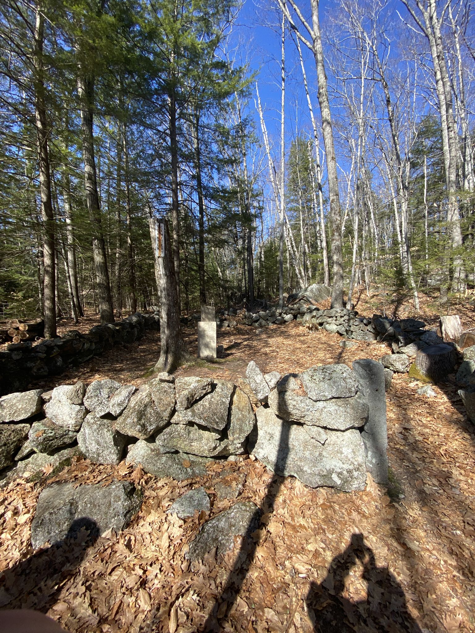 Old stone walls wind through a sunlit forest with bare trees. - Beaver Pond Trailhead loop from Lake Wicwas