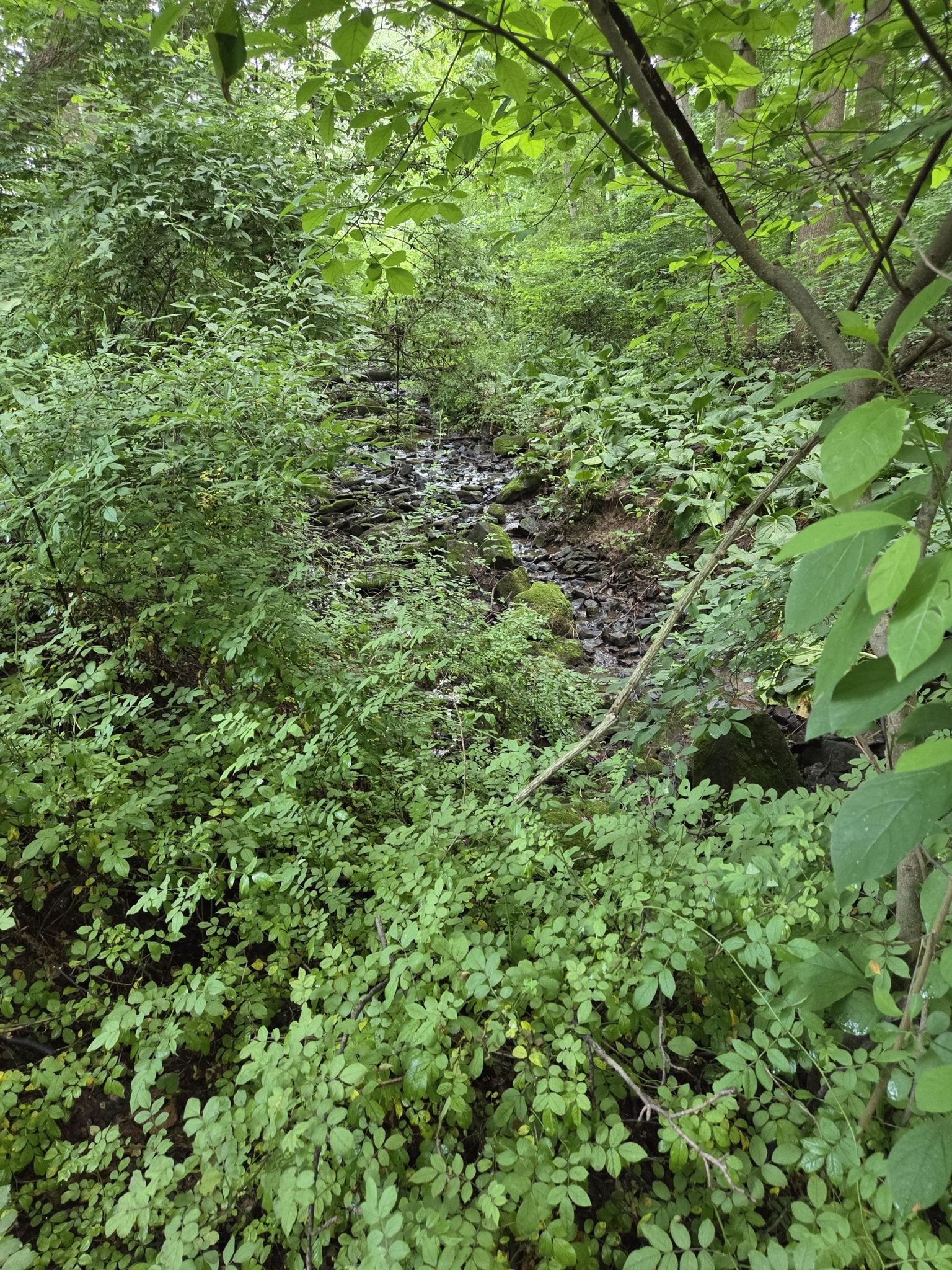 A rocky stream bed is surrounded by lush, dense green foliage. - Rocky Run – Ramsey Farm loop from First State National Historical Park