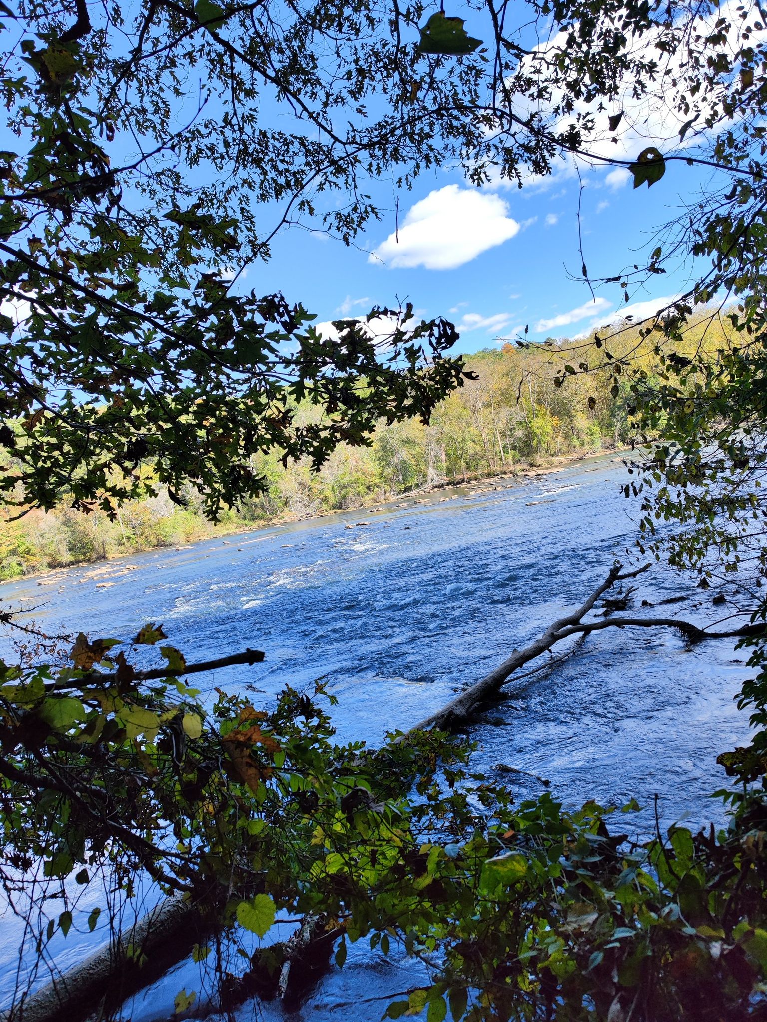 Fast-flowing river with a fallen tree, framed by green leaves, under blue sky. - West Palisades Trail