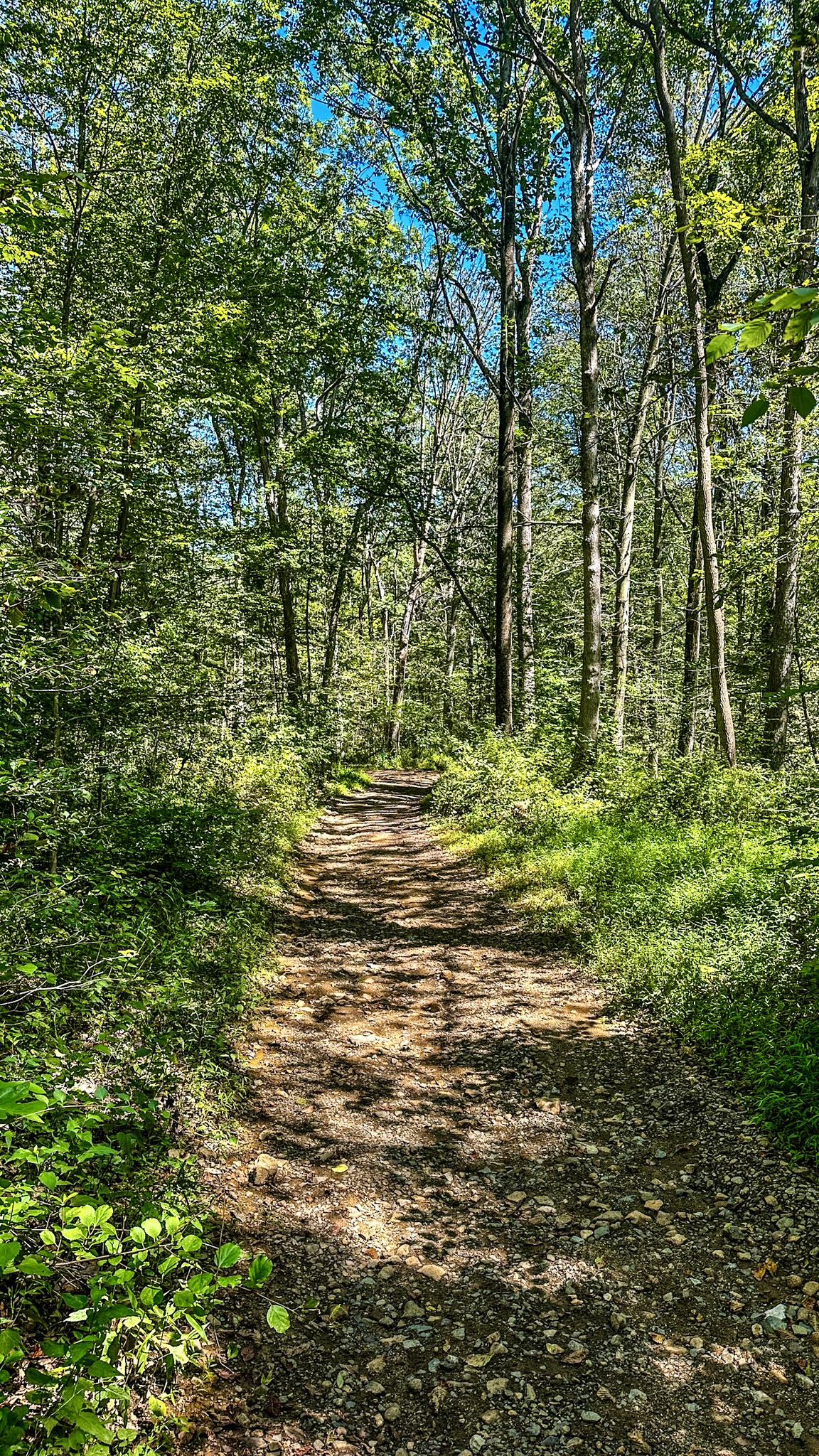 Sunny dirt path winding through a dense green forest. - Lewis Morris County Park – Sunrise Lake loop from Mendham Township