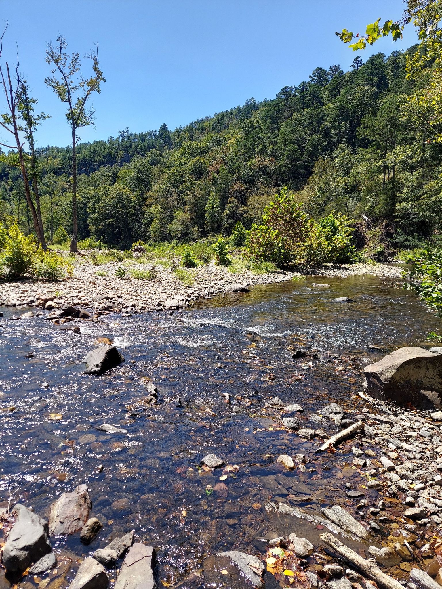 Clear, rocky stream flowing through a green forest under bright sunlight. - Eagle Rock Loop