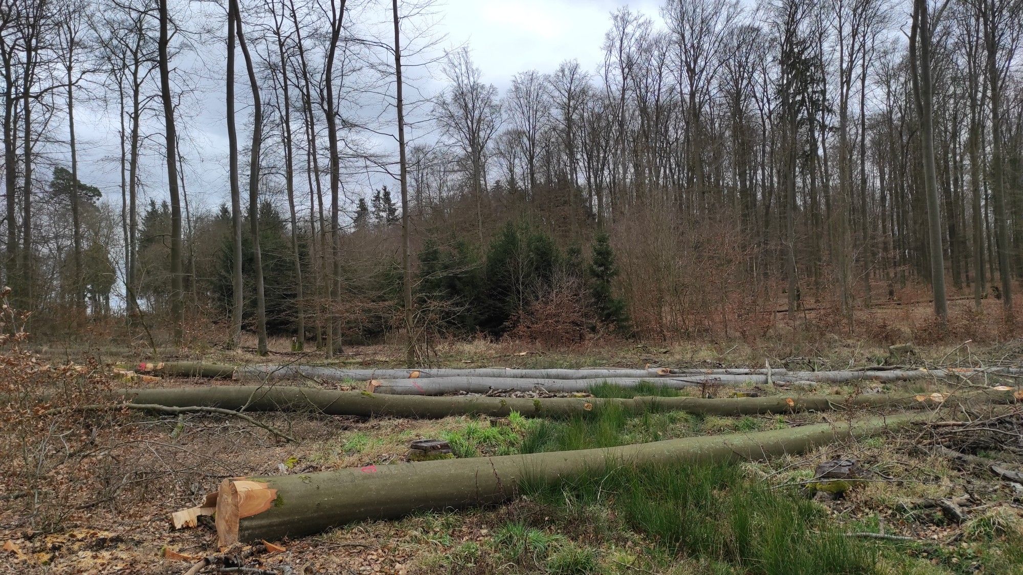die lagen wohl schon vor dem Sturm