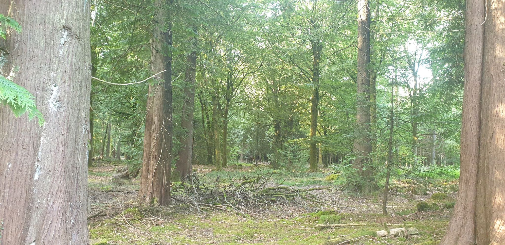 forest section