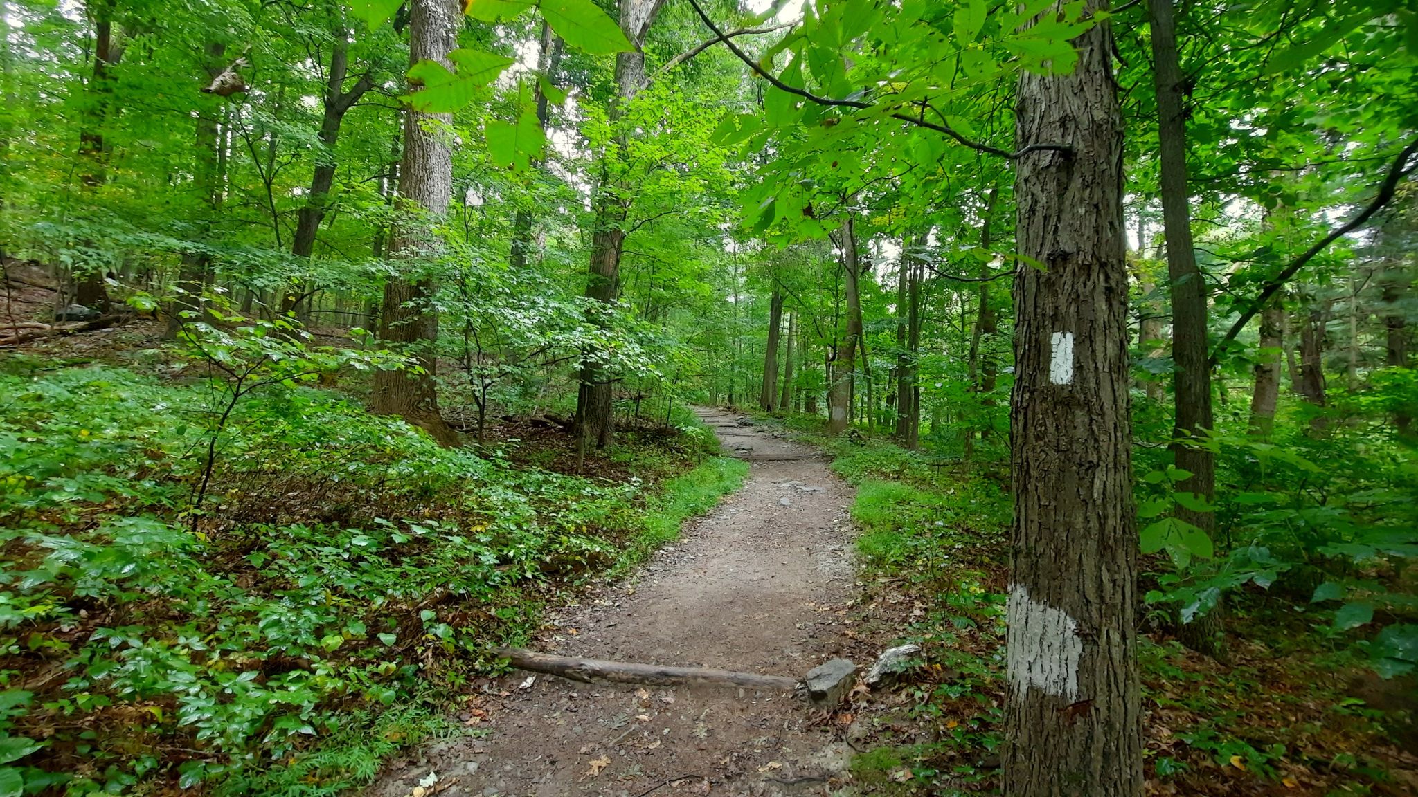 A dirt trail winding through a lush green forest with a marked tree. - Annapolis Rock via Appalachian Trail