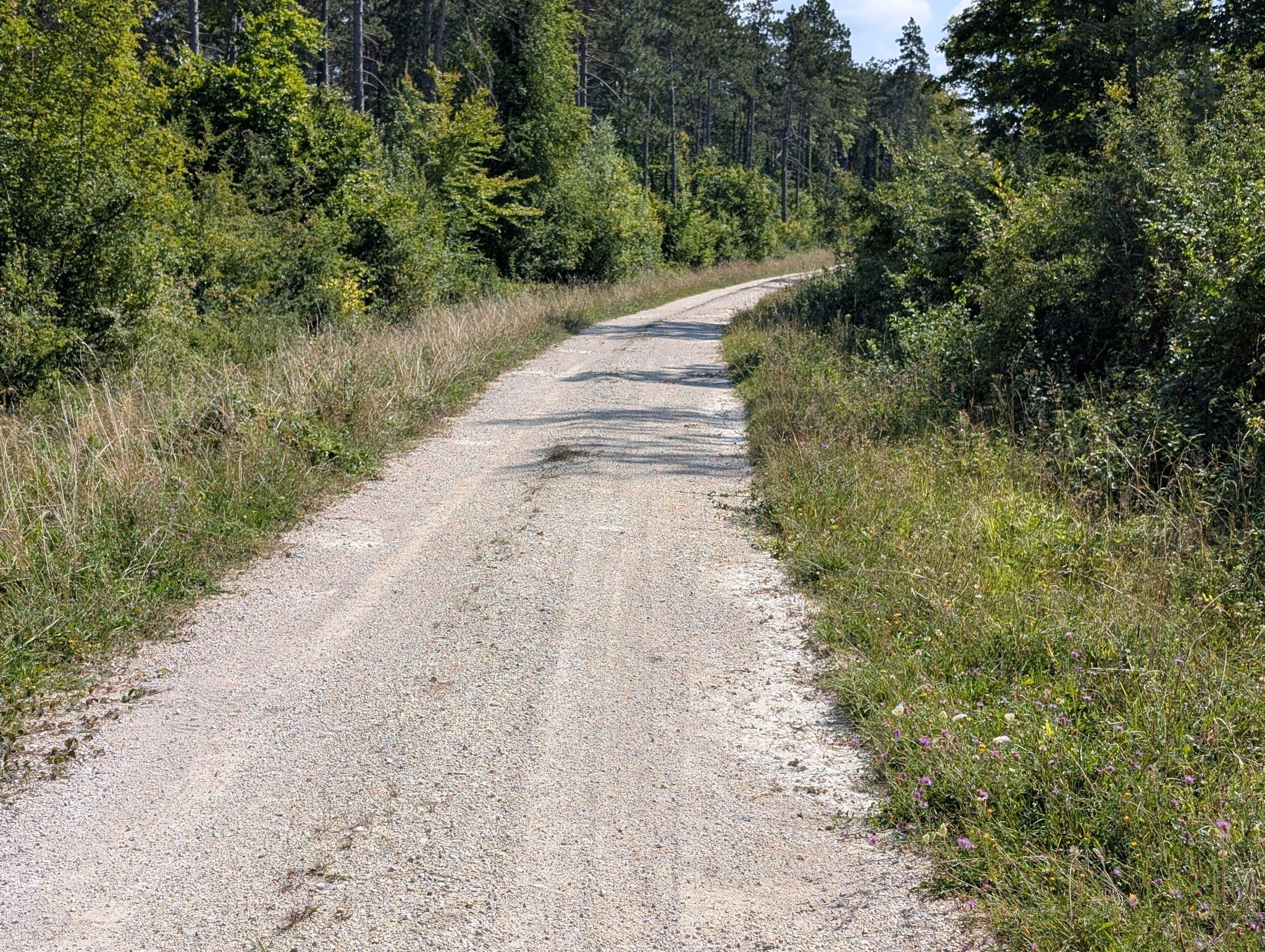 gravel in Forêt Domaniale de Verdun