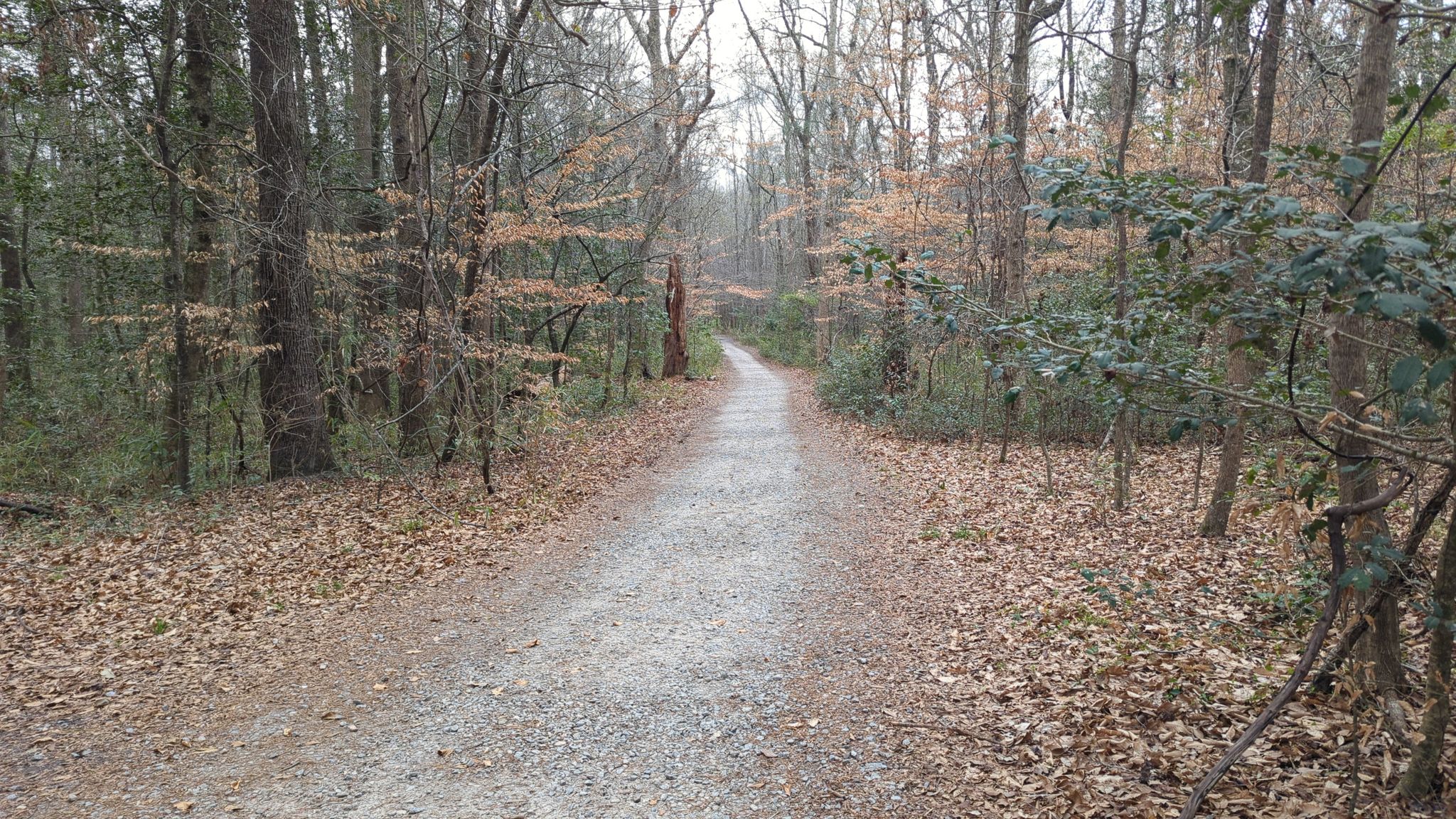 A gravel path winds through a forest with bare trees and fallen leaves. - Sims Trail