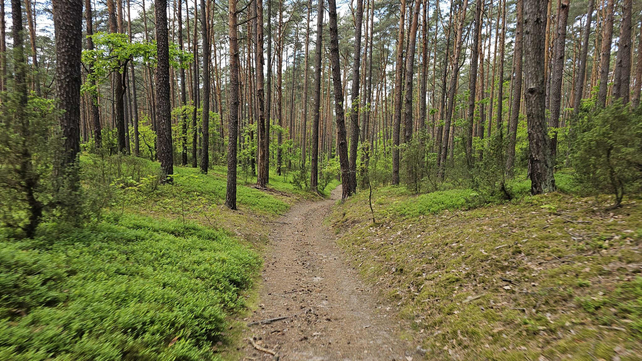 Ale wracamy w las, żółty kampinoski szlak