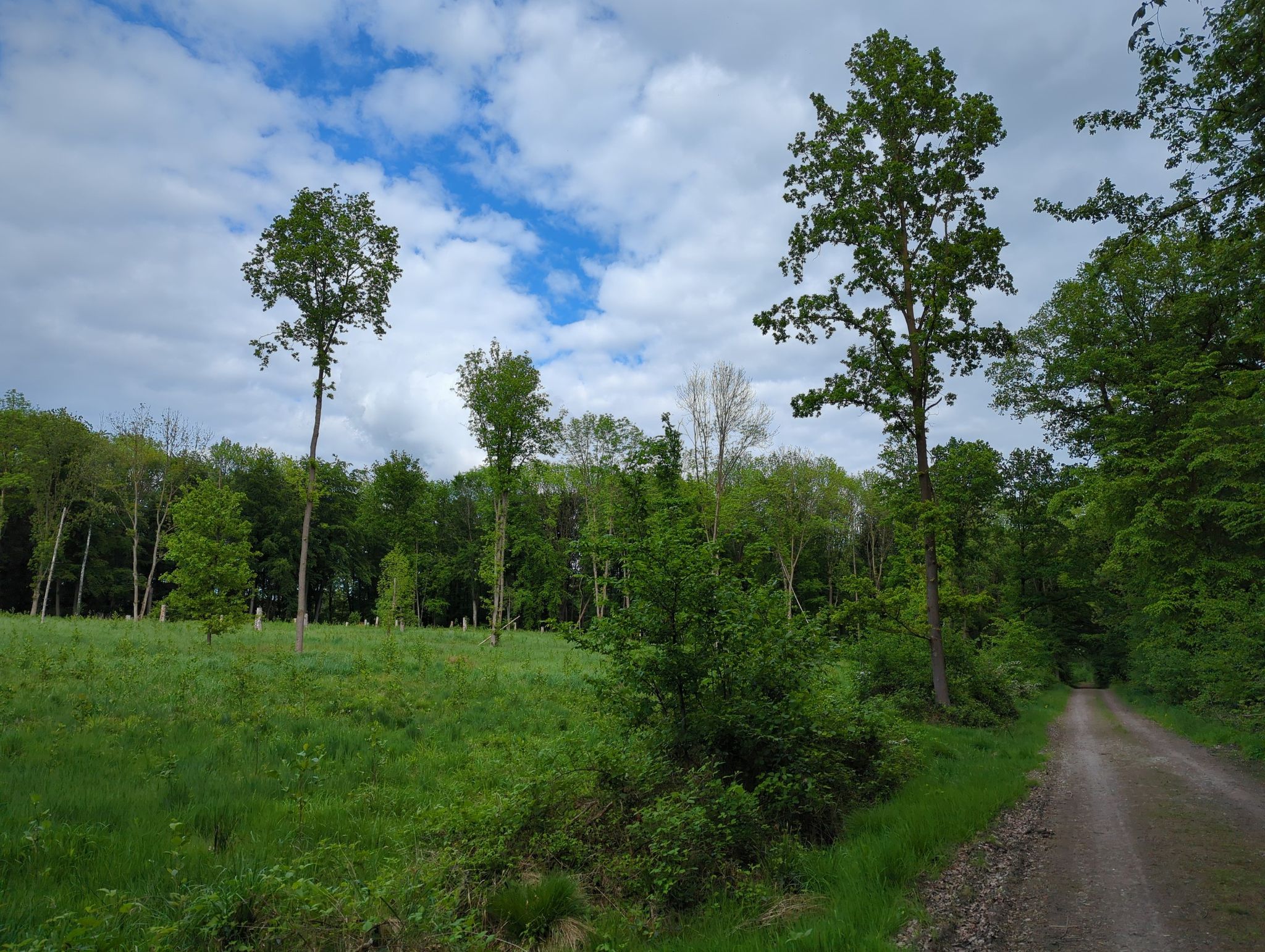 Waldlichtung