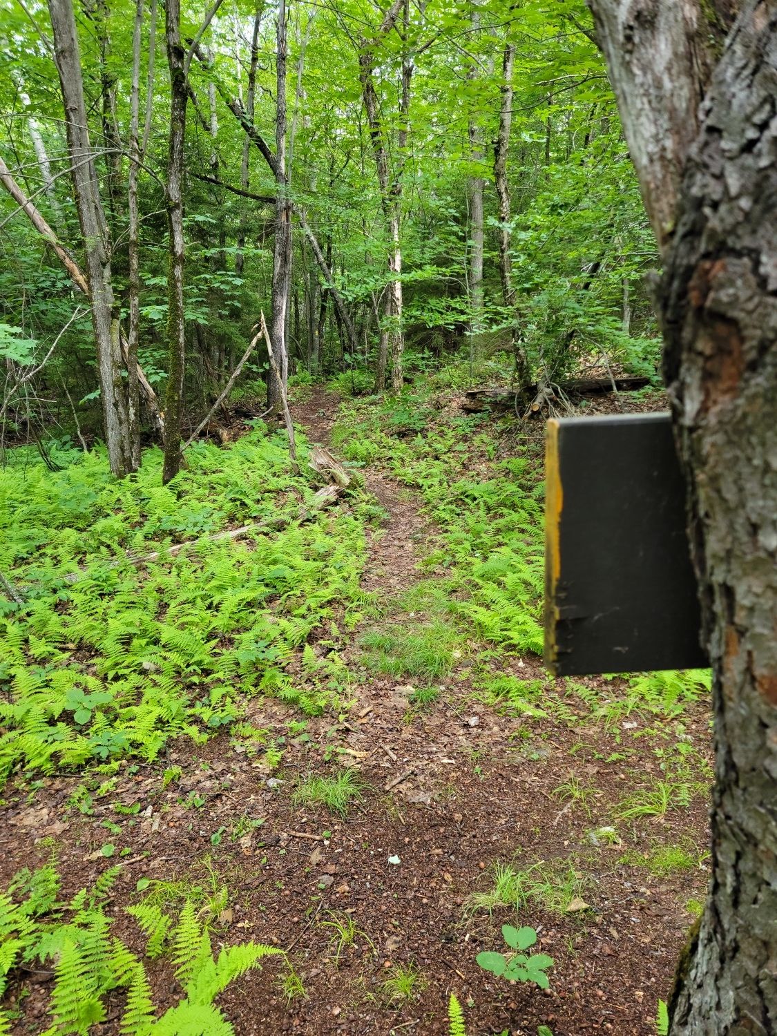 A dirt path through a fern-filled forest, with a marker on a tree. - Bald Knob and Mount Crosby Loop