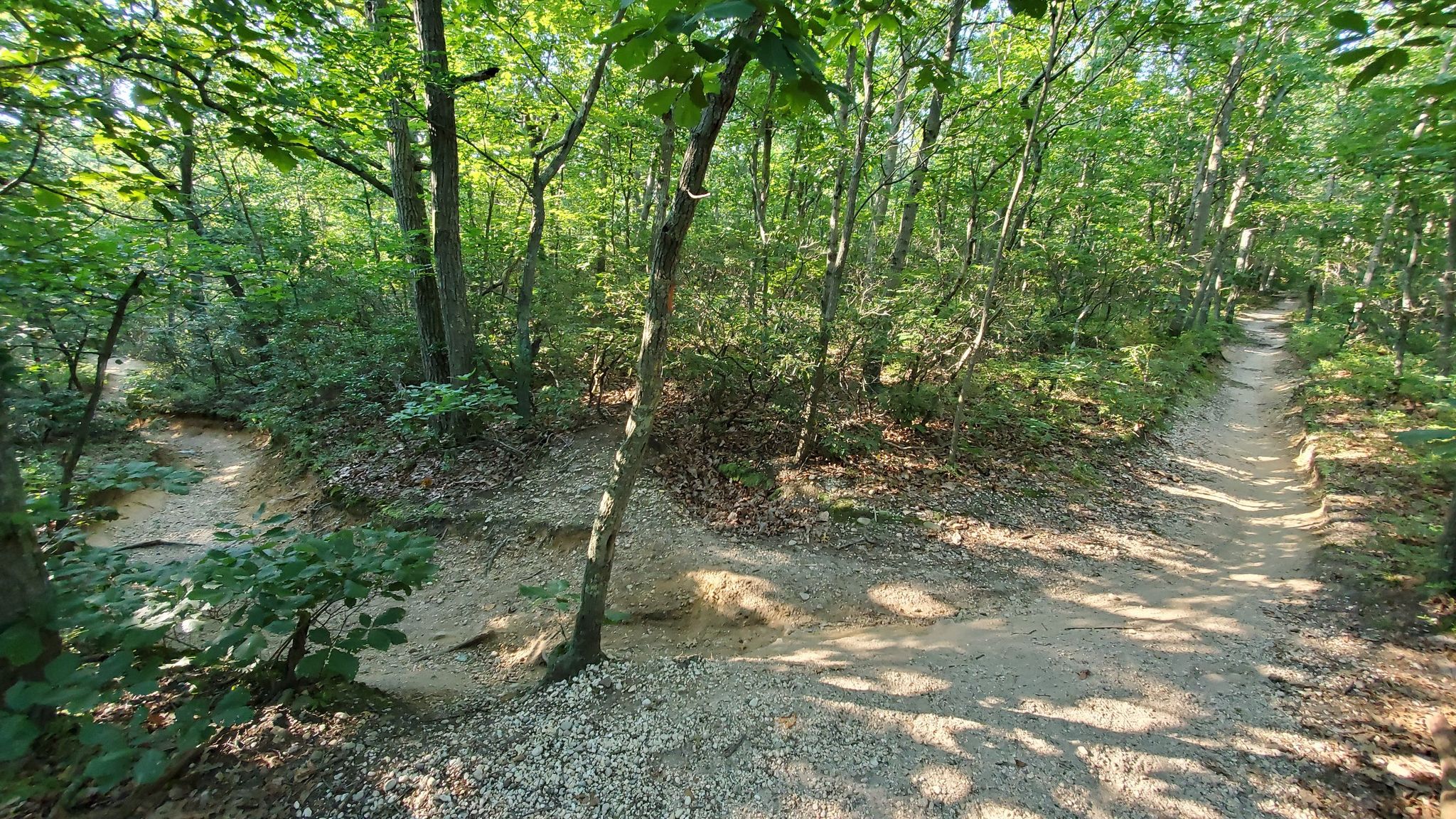A sunny dirt trail forks in a vibrant green forest. - Blue Trail – Stillwell Entrance Sign loop from Woodbury