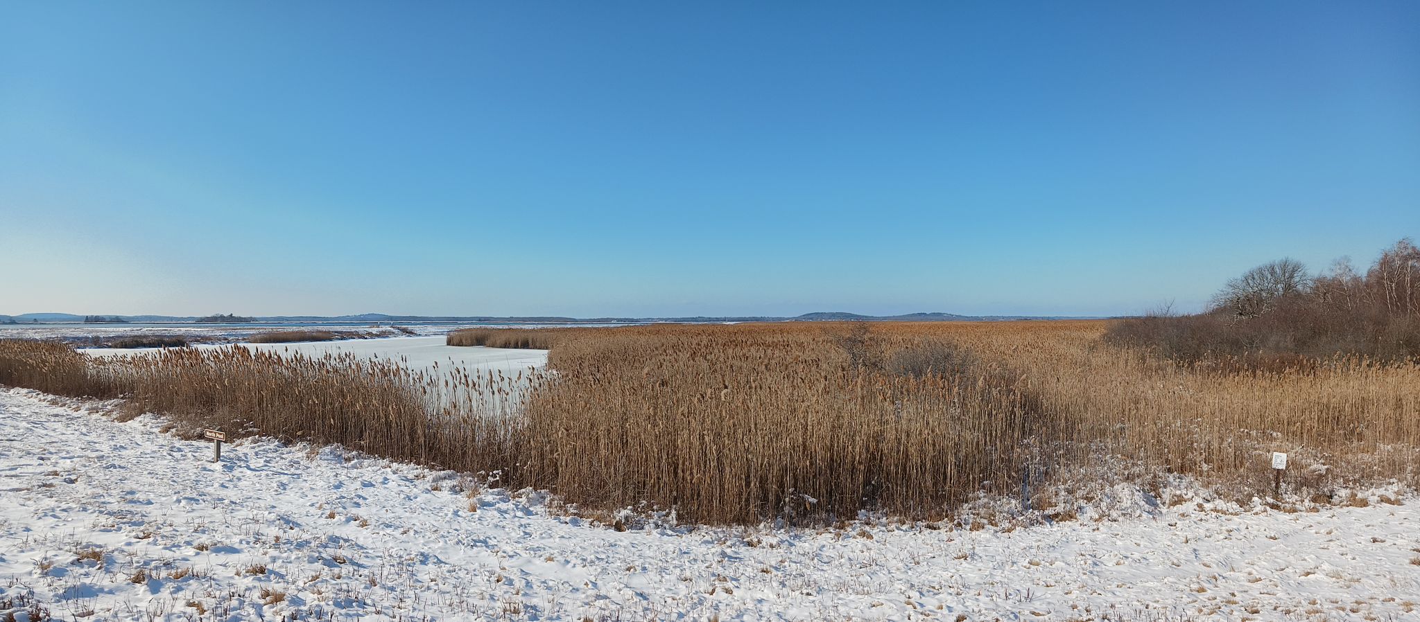 Snowy ground and tall brown reeds surround a partially frozen lake under a clear blue sky. - Hellcat Boardwalk Trail