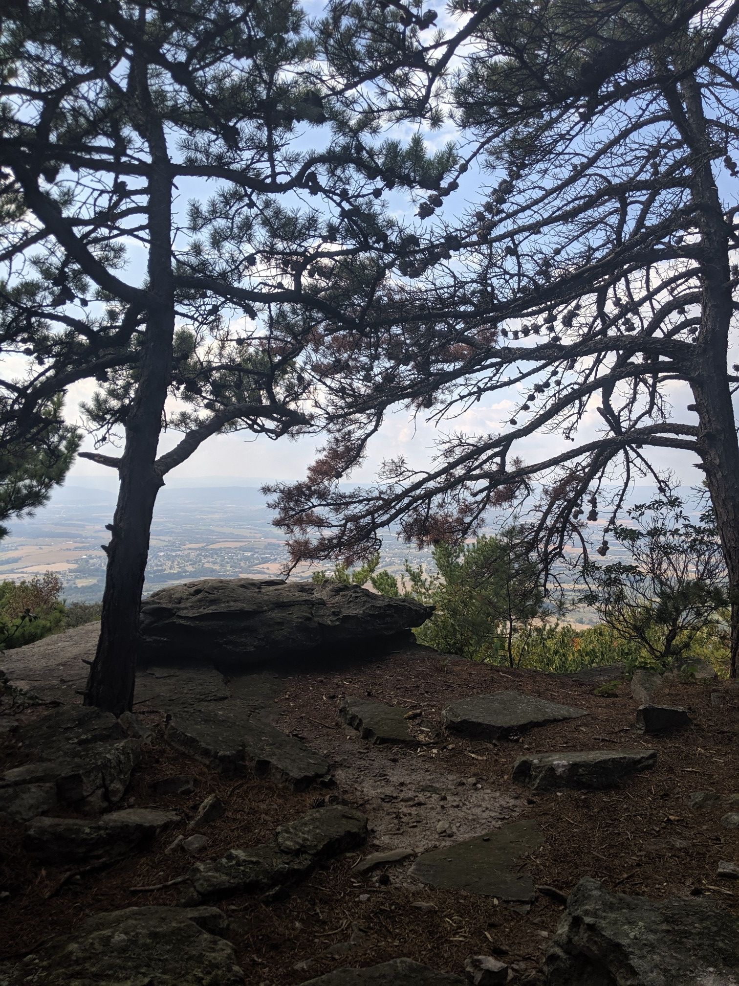 Rocky forest overlook with pine trees and a distant valley under an overcast sky. - Bird Knob loop from New Market Gap
