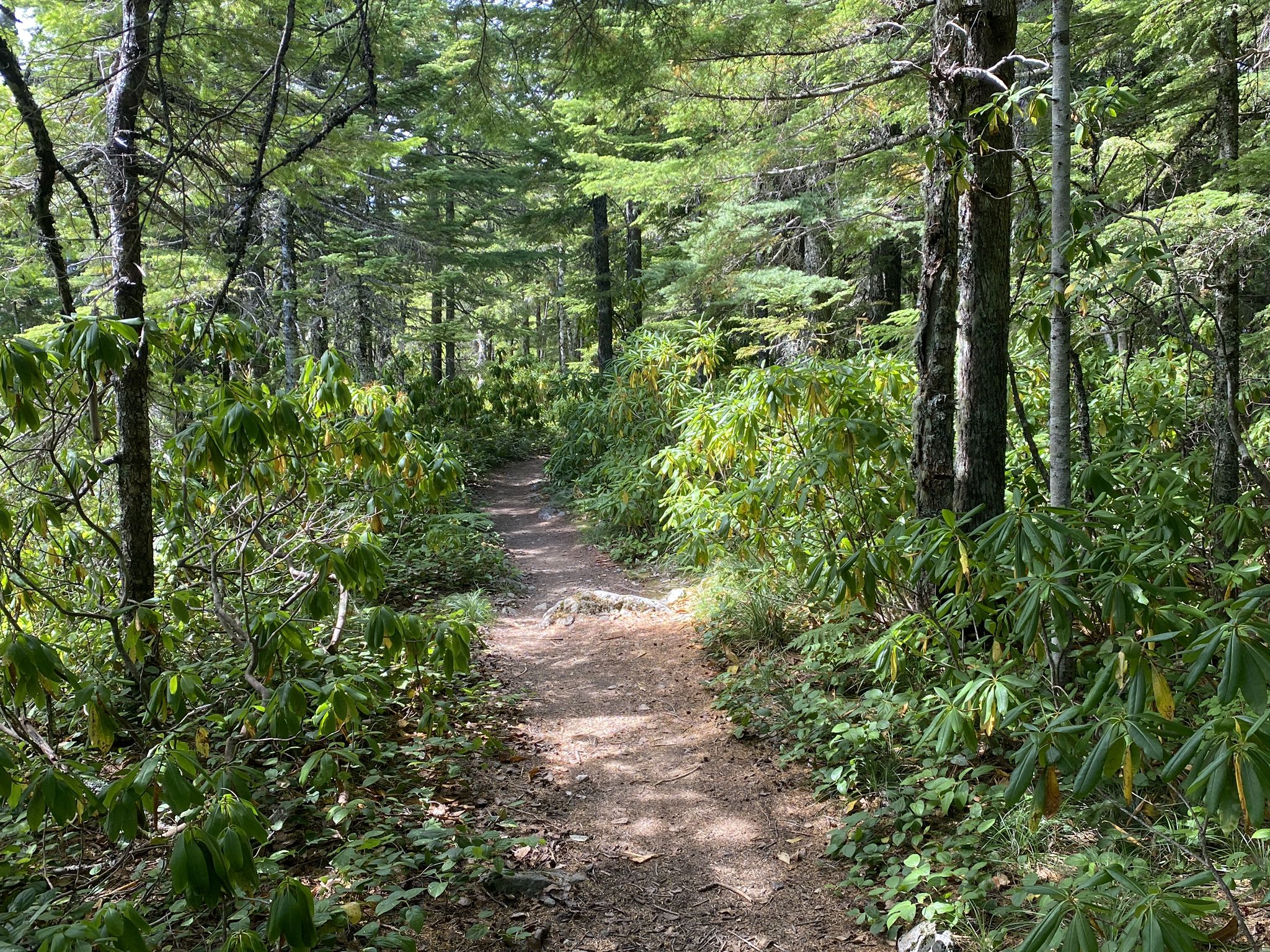 A sun-dappled dirt path winds through a dense green forest. - Douglas Trail run