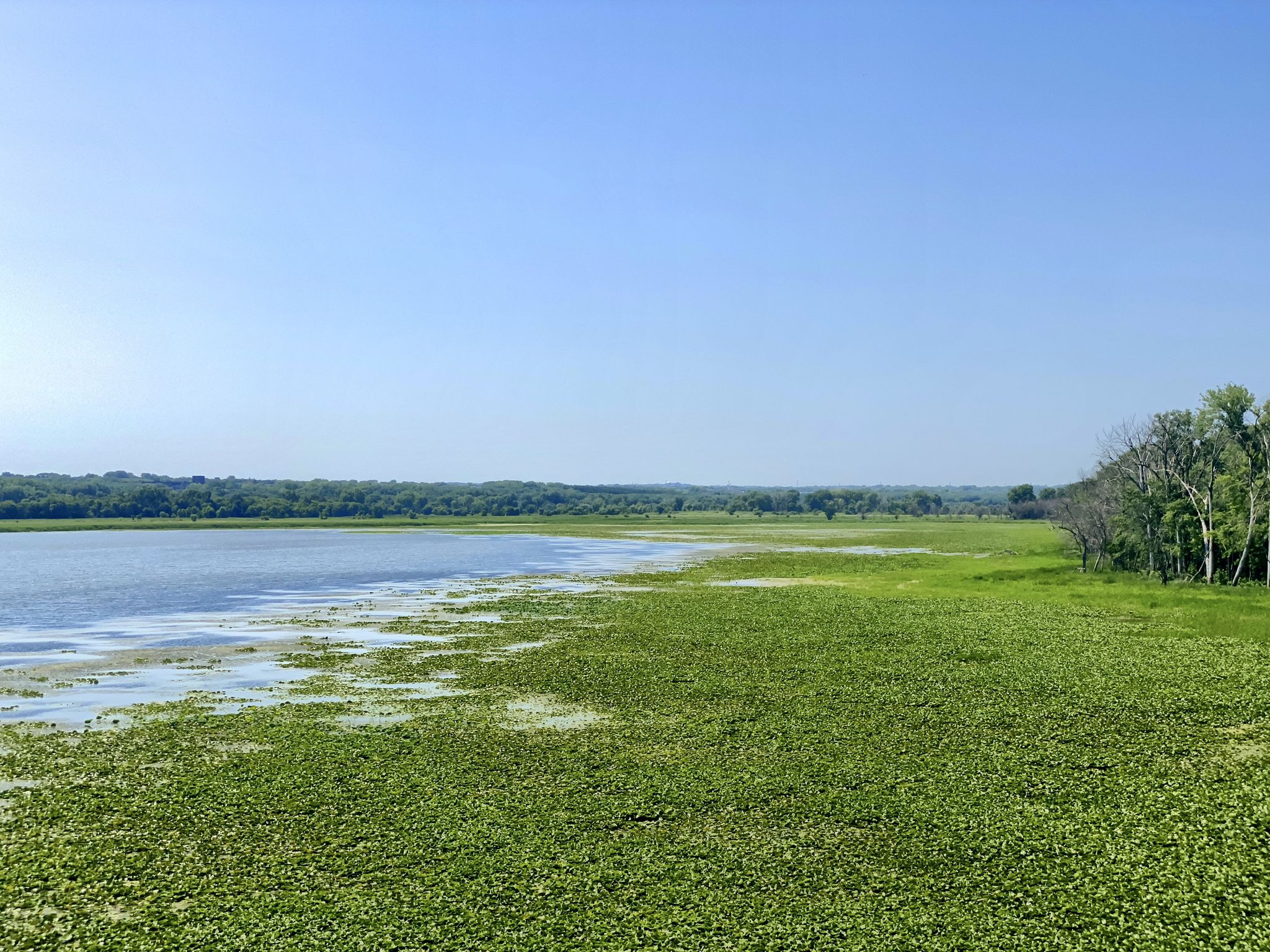 Expansive lake with green aquatic plants and distant trees under a clear sky. - Black Dog Lake – Sibley House loop from Burnsville