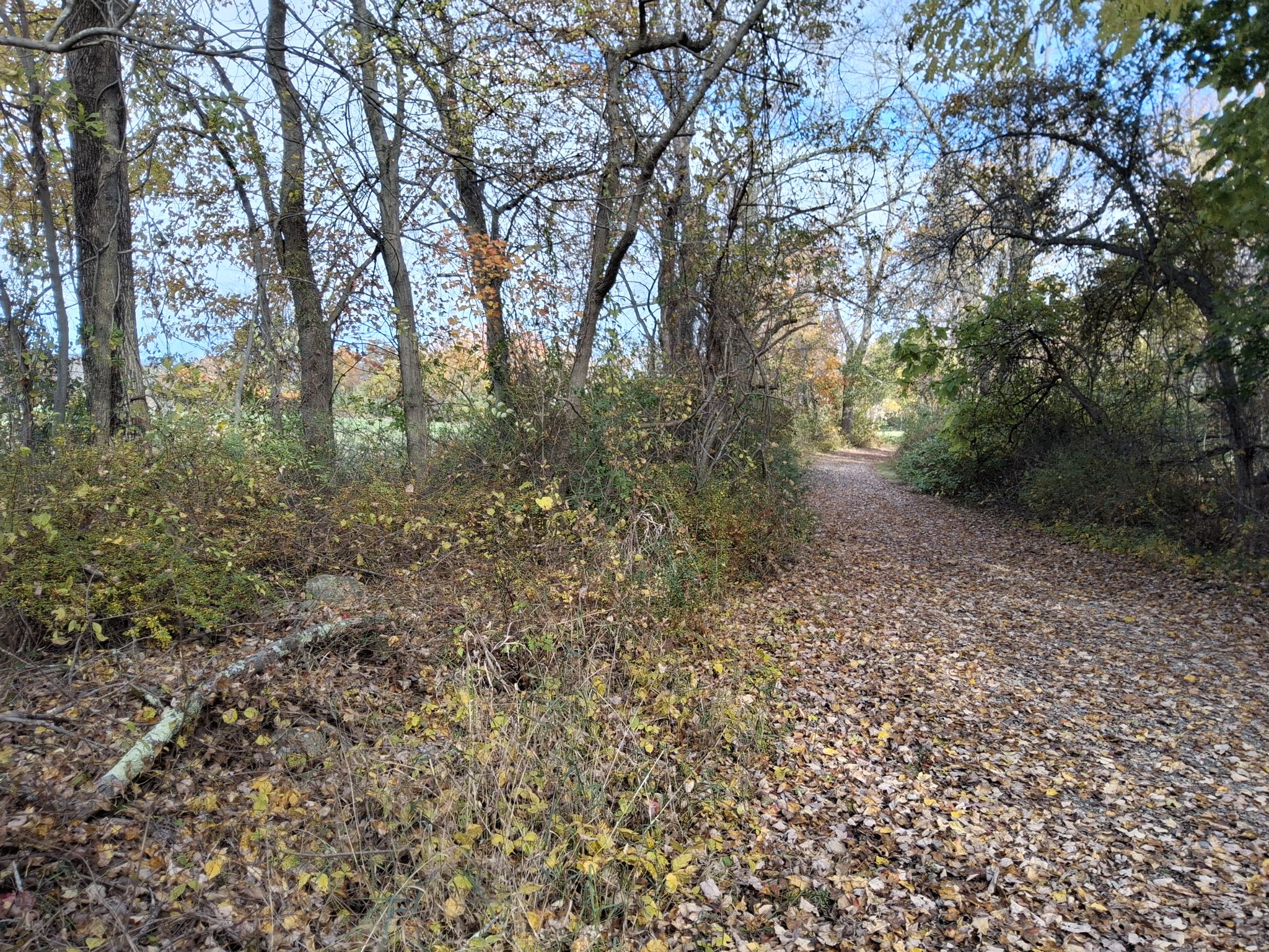 A sunlit, leaf-covered path winds through dense autumn woods and bushes. - Old Farm, Woodland, Pepperbrush, Warner & Bay Circuit Trail loop