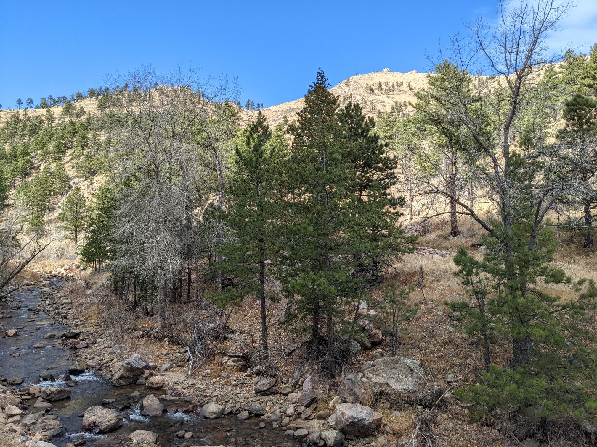 Rocky stream flowing through a valley with pine trees and dry hillsides. - Ward via Lefthand Canyon