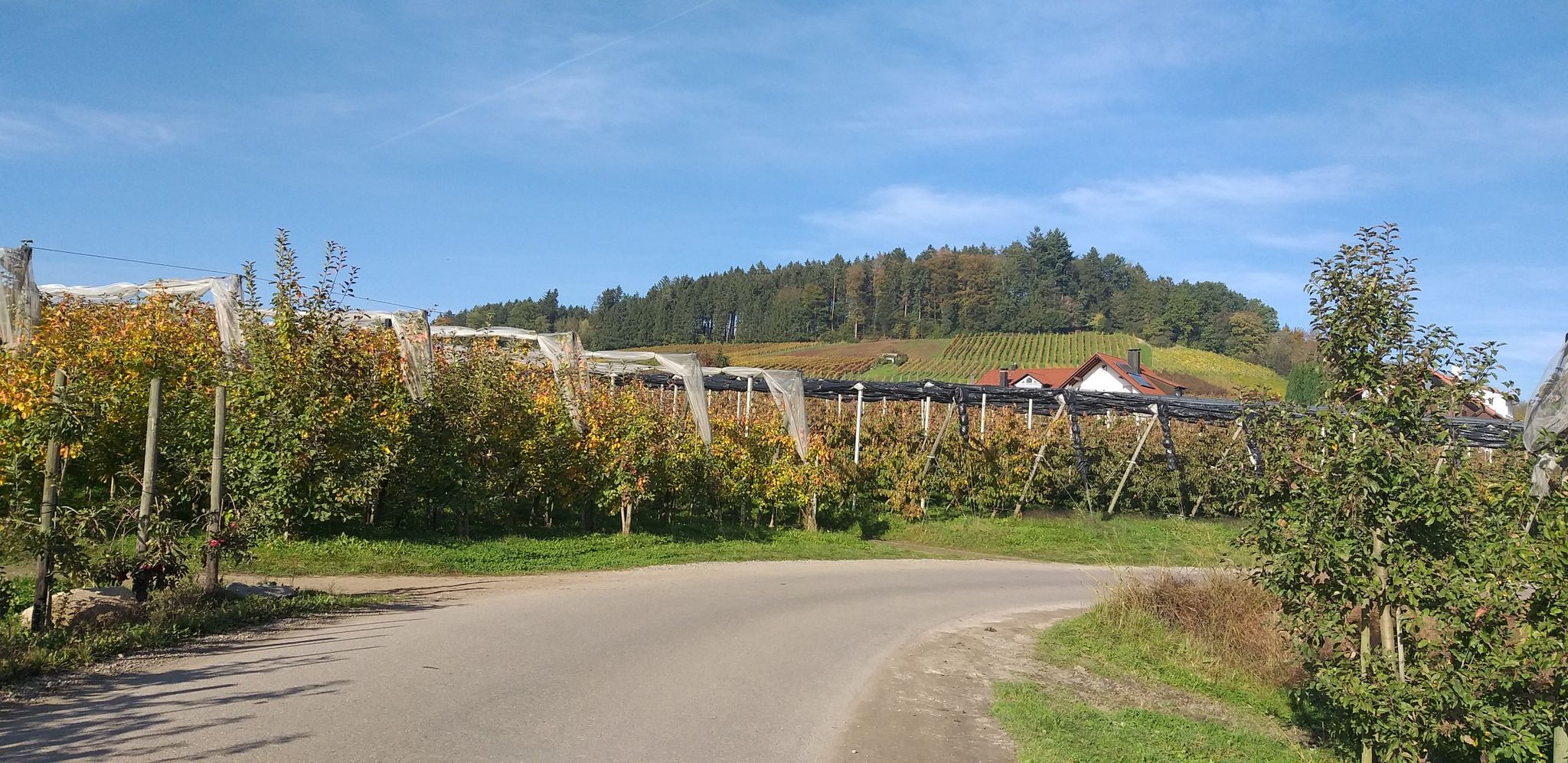 Am Taubenberg