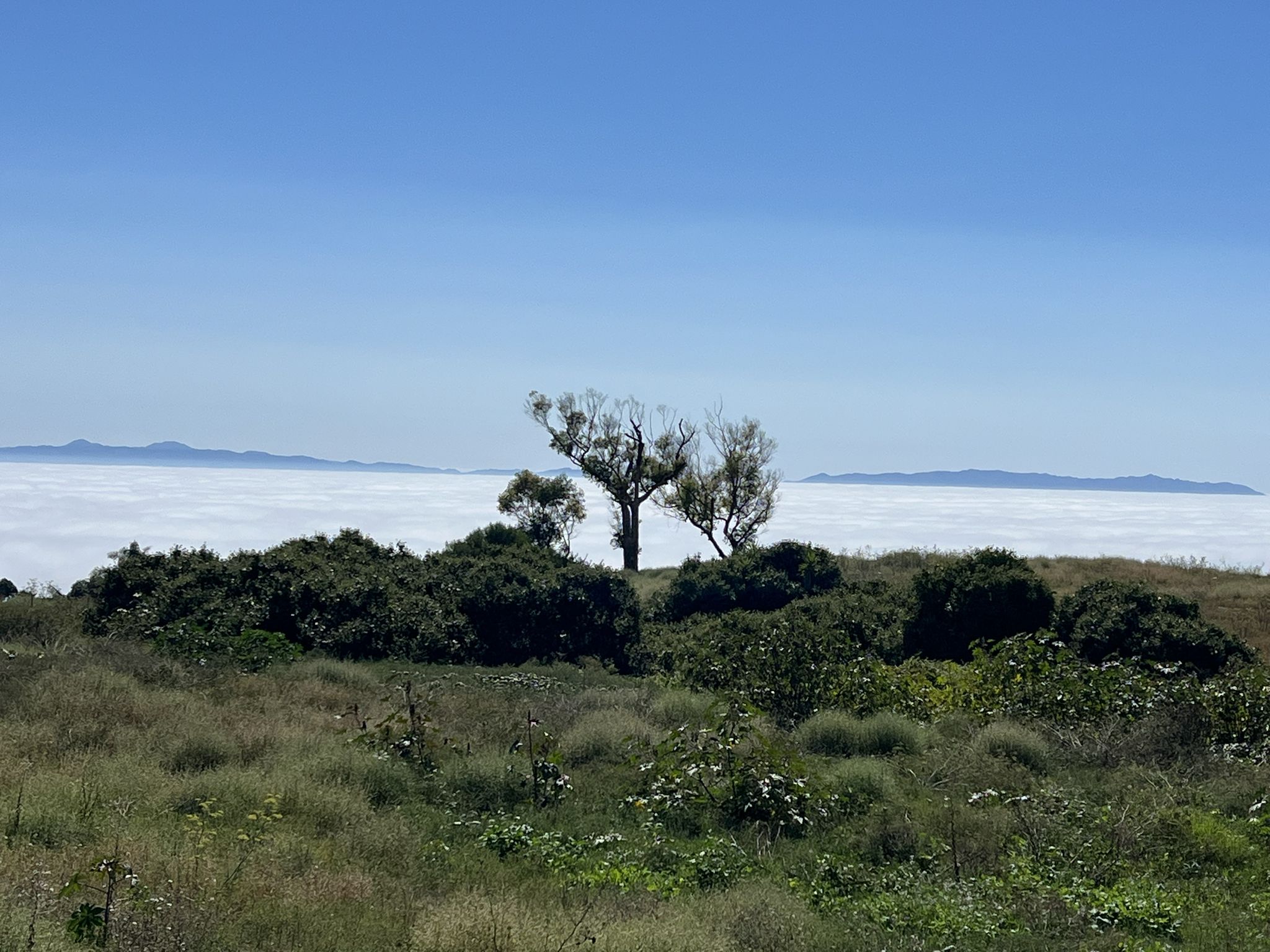 Green hills with scattered trees above a thick layer of white clouds. - Marilyn Ryan Sunset Point Park loop from Battleship USS Iowa