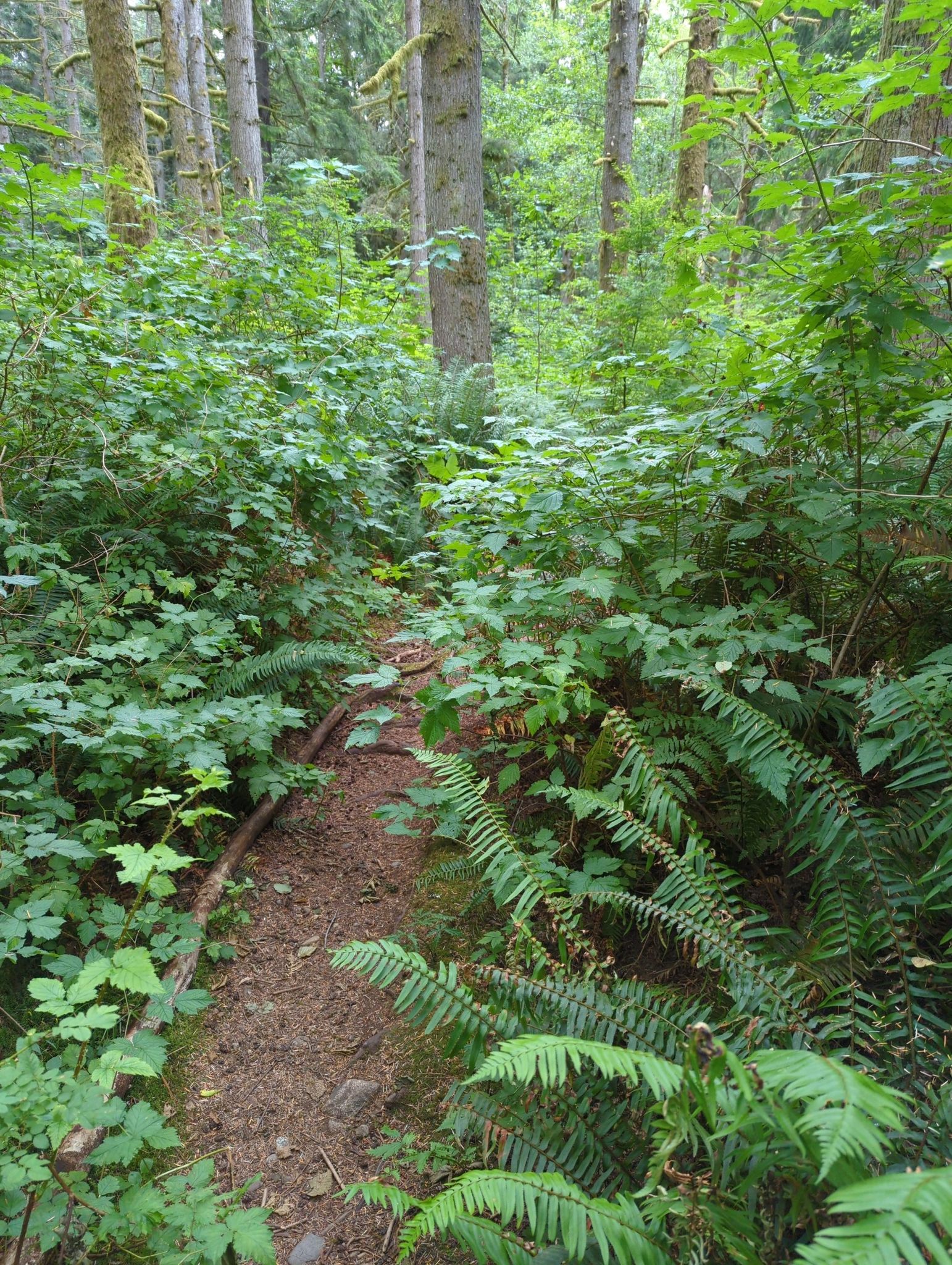 A narrow dirt path winds through dense green undergrowth and ferns in a forest. - Paradise Valley Loop – Paradise Valley Conservation Area