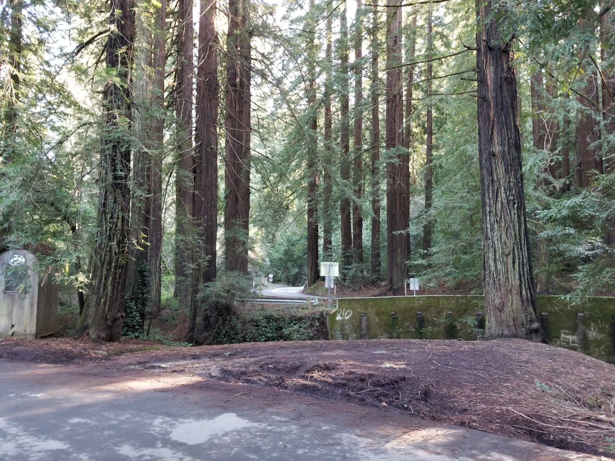 Paved road leading into a dense forest of tall redwood trees. - Rockridge BART to Canyon Redwoods Grove loop