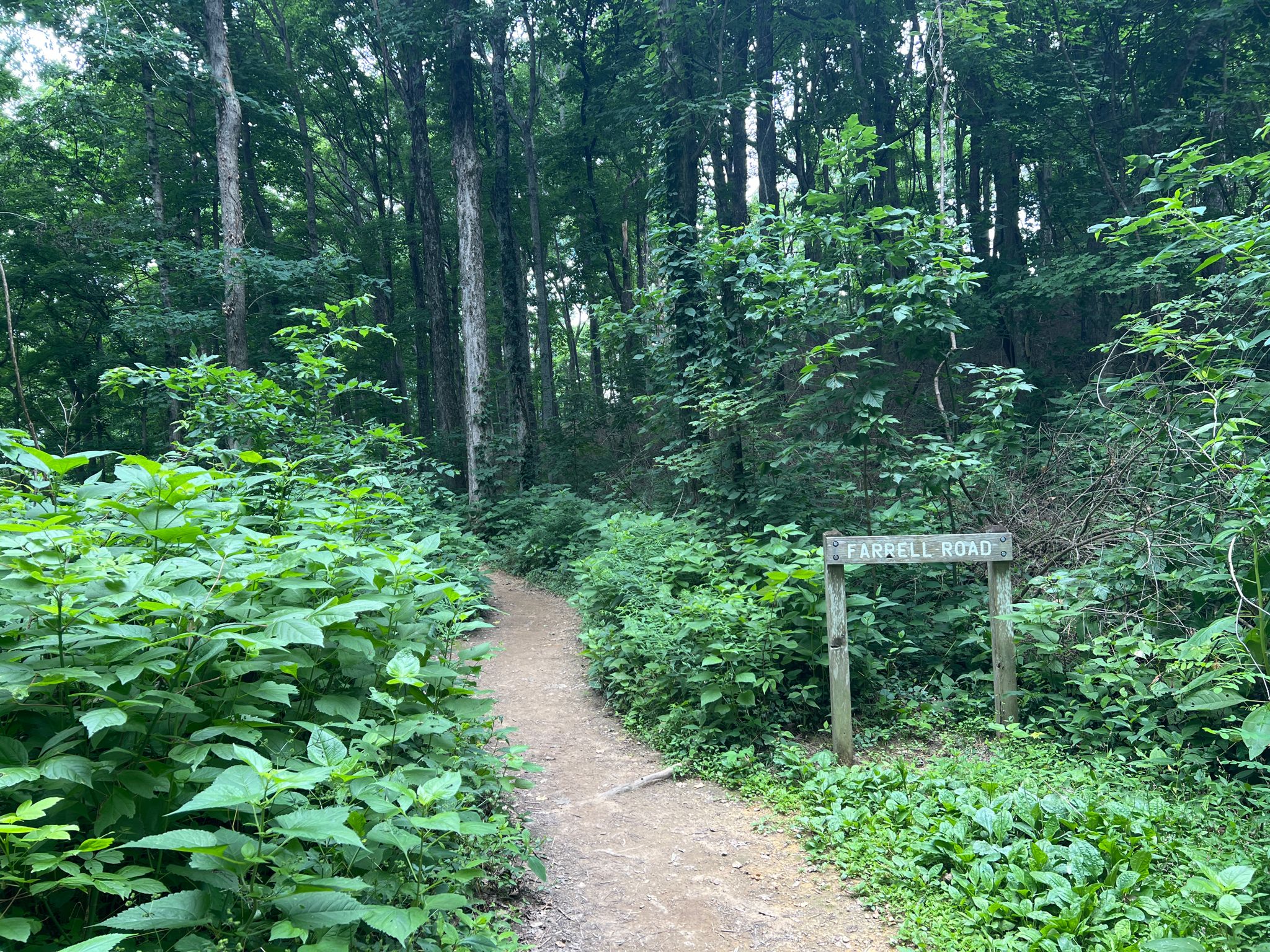 Dirt path entering a dense green forest with a wooden sign. - Warner Woods Trail loop from Belle Meade