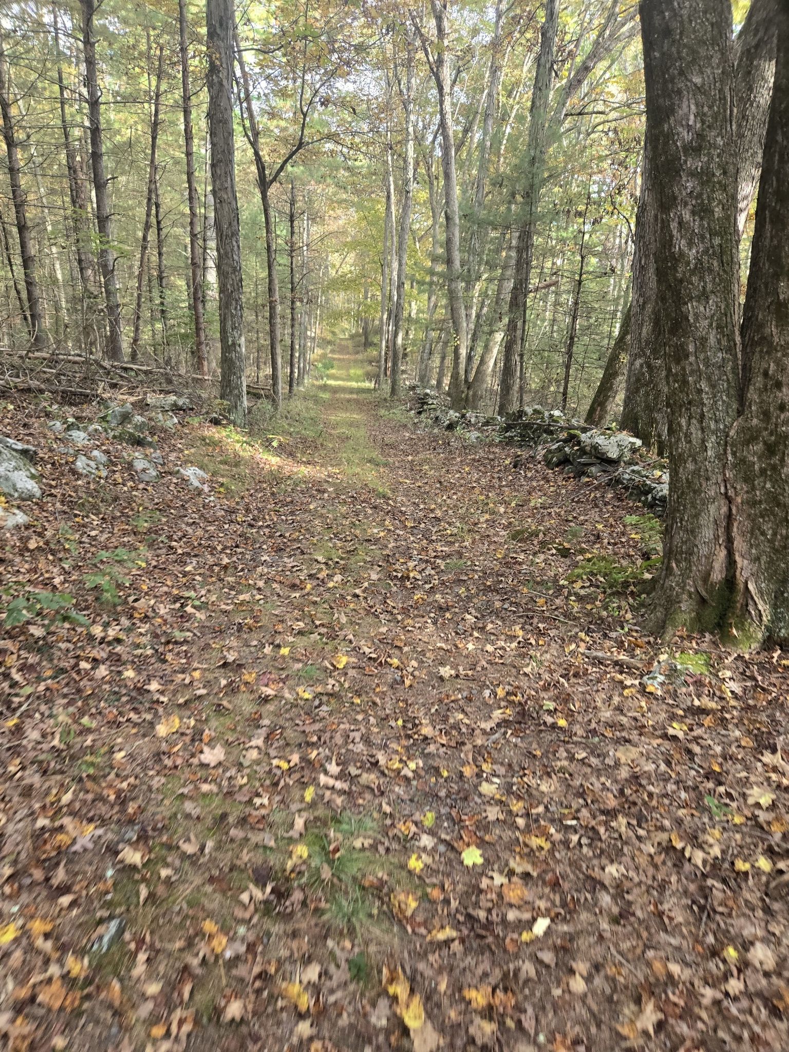 A wide, leaf-strewn path through a forest, with trees and a low stone wall. - Conashaugh View Loop Trail