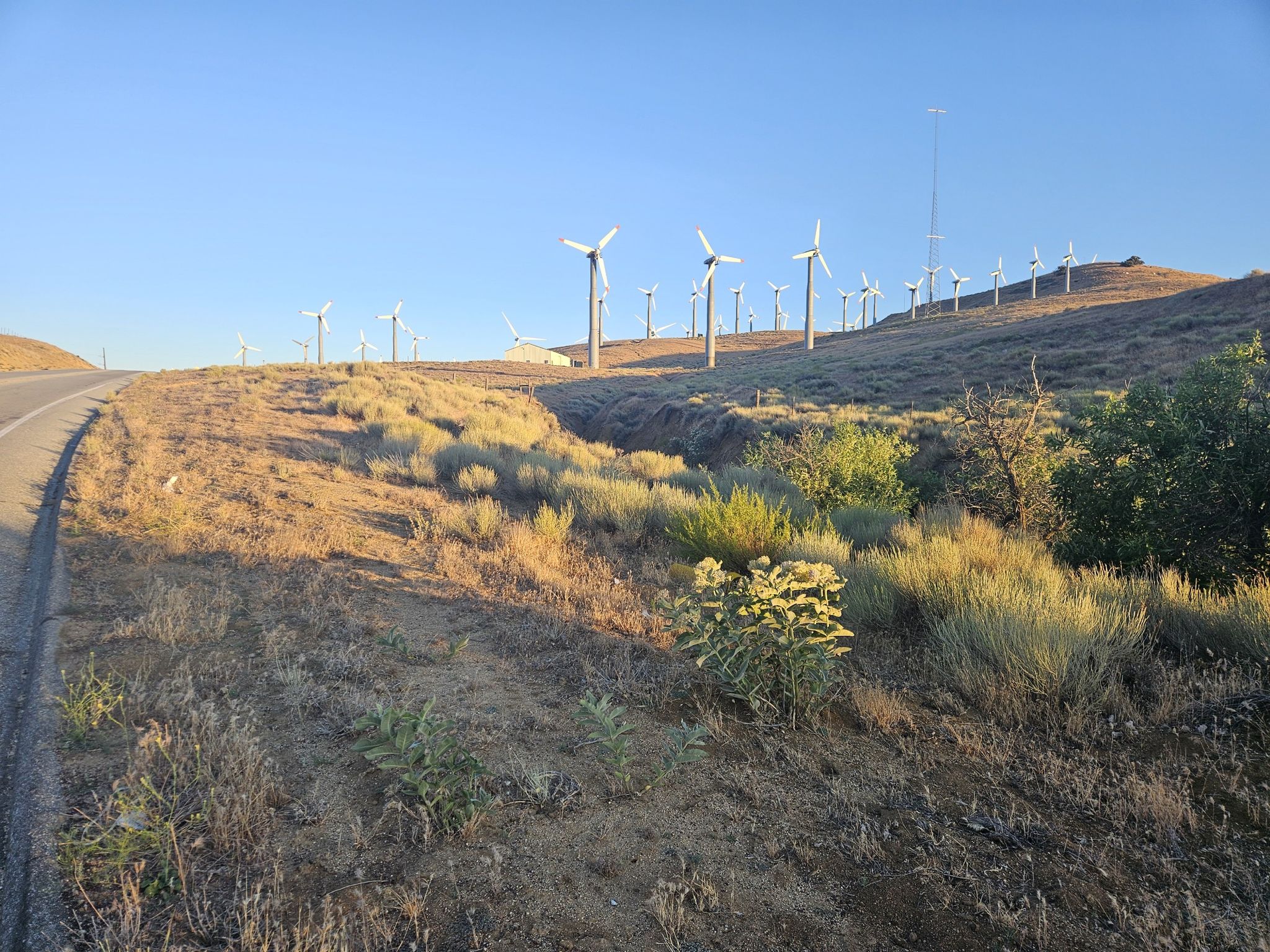 Wind turbines on dry, golden hills under a clear sky next to a road. - Tehachapi Pass loop
