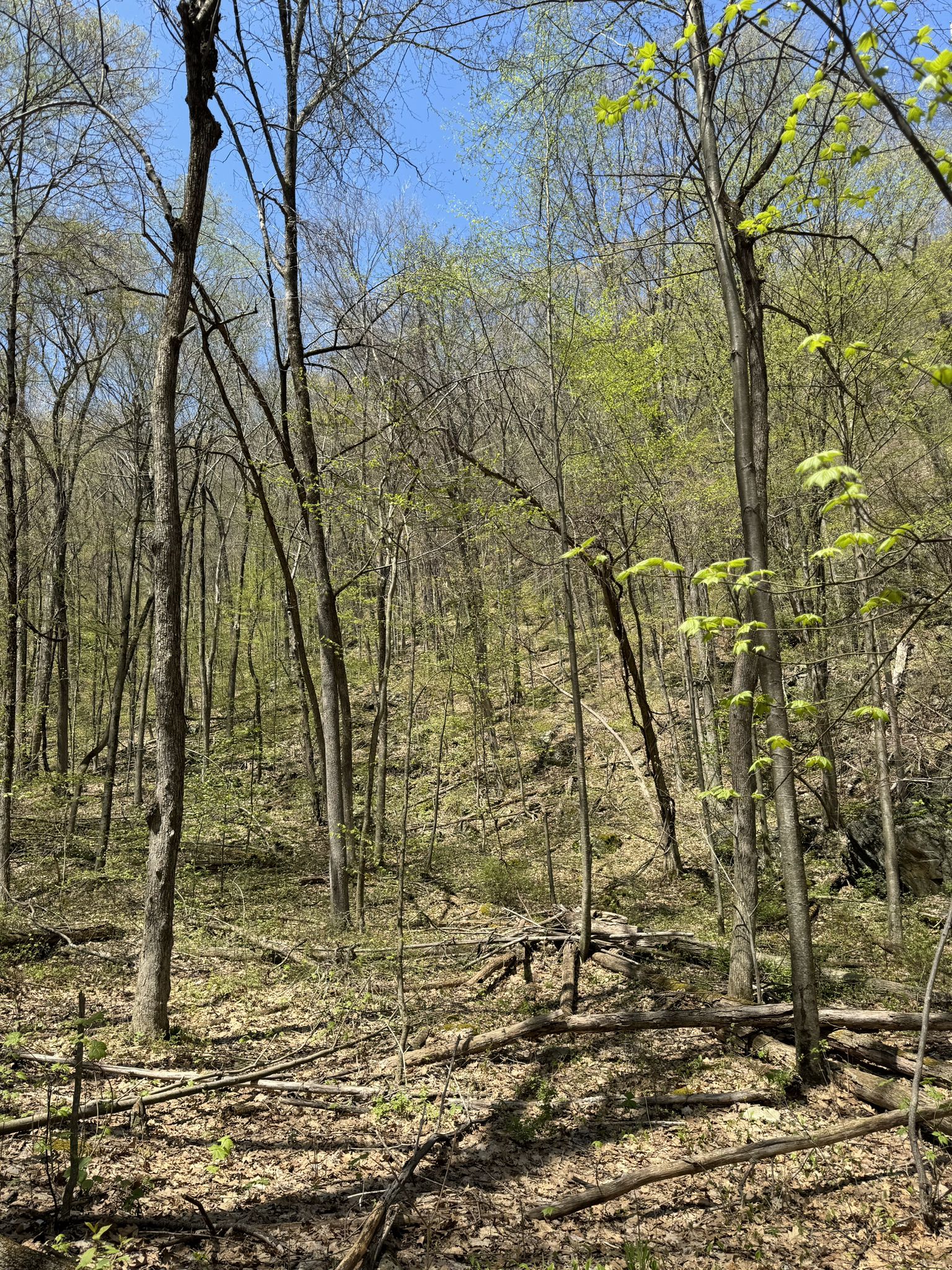 A sunny forest with tall, mostly bare trees and some new green foliage. - Undermountain Trail