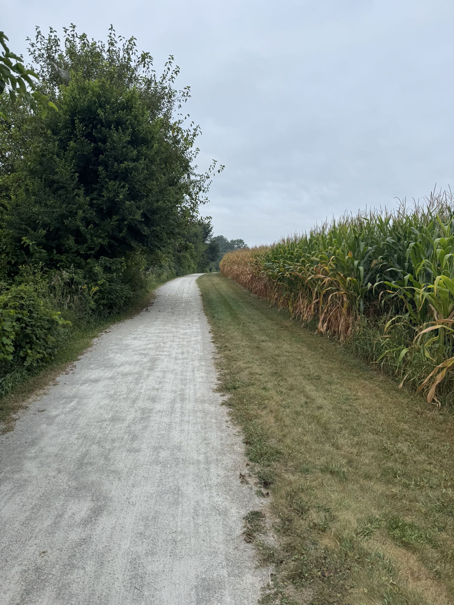 Gravel path next to a tall cornfield under a cloudy sky. - Large Sycamore loop from McDonnell Trailhead